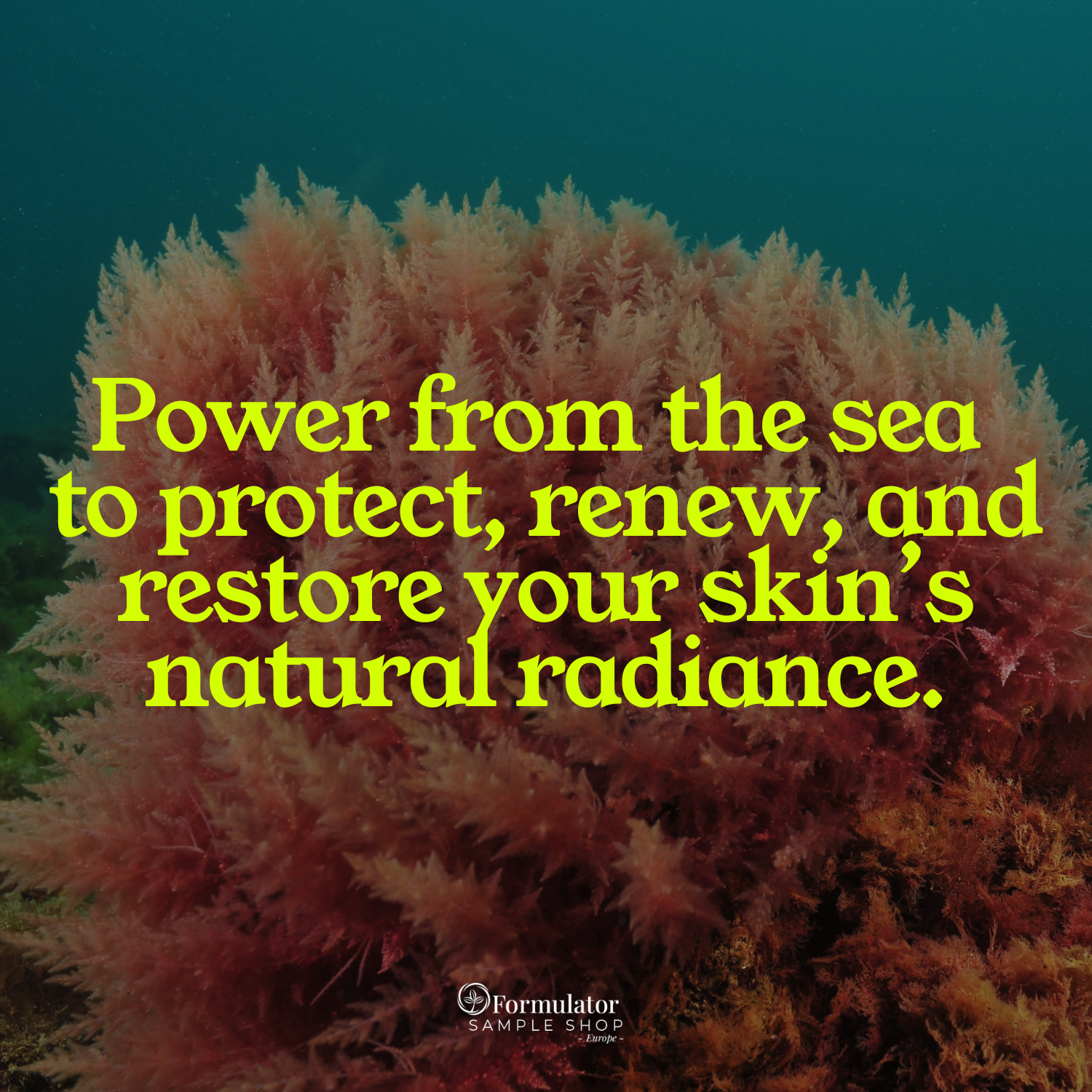FSS Red Algae Extract