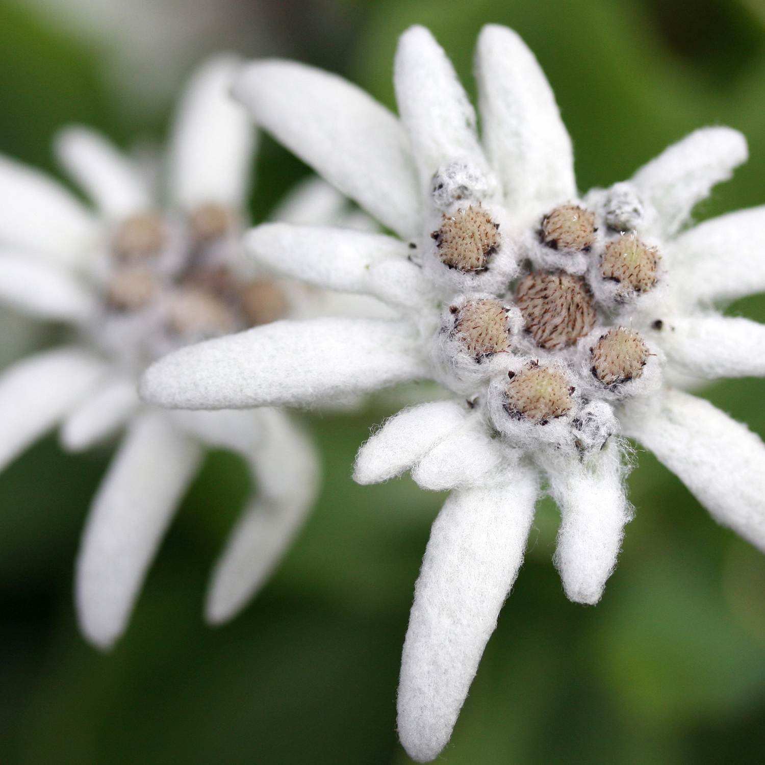 FSS Edelweiss Extract PF