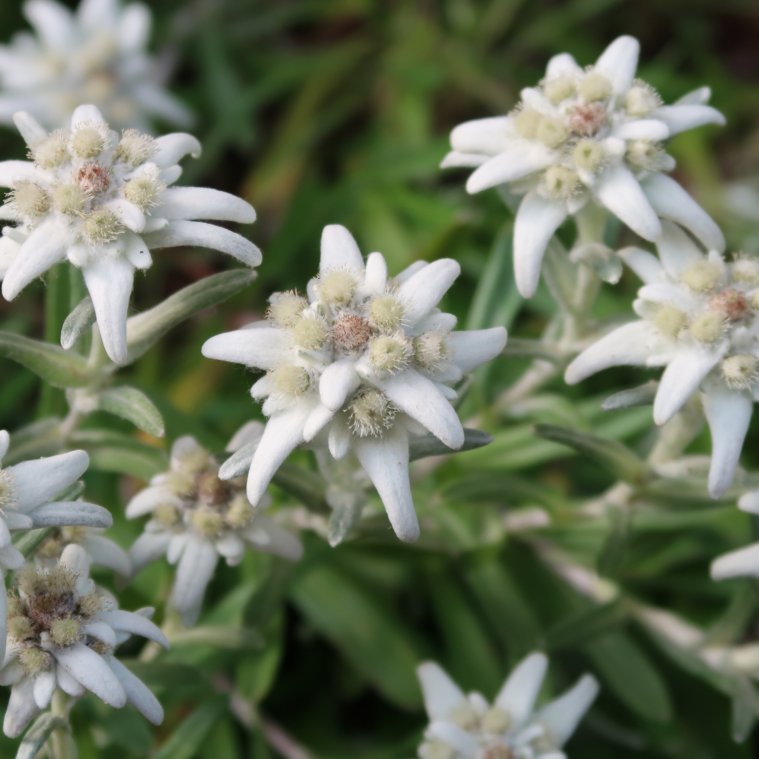 FSS Edelweiss Extract PF