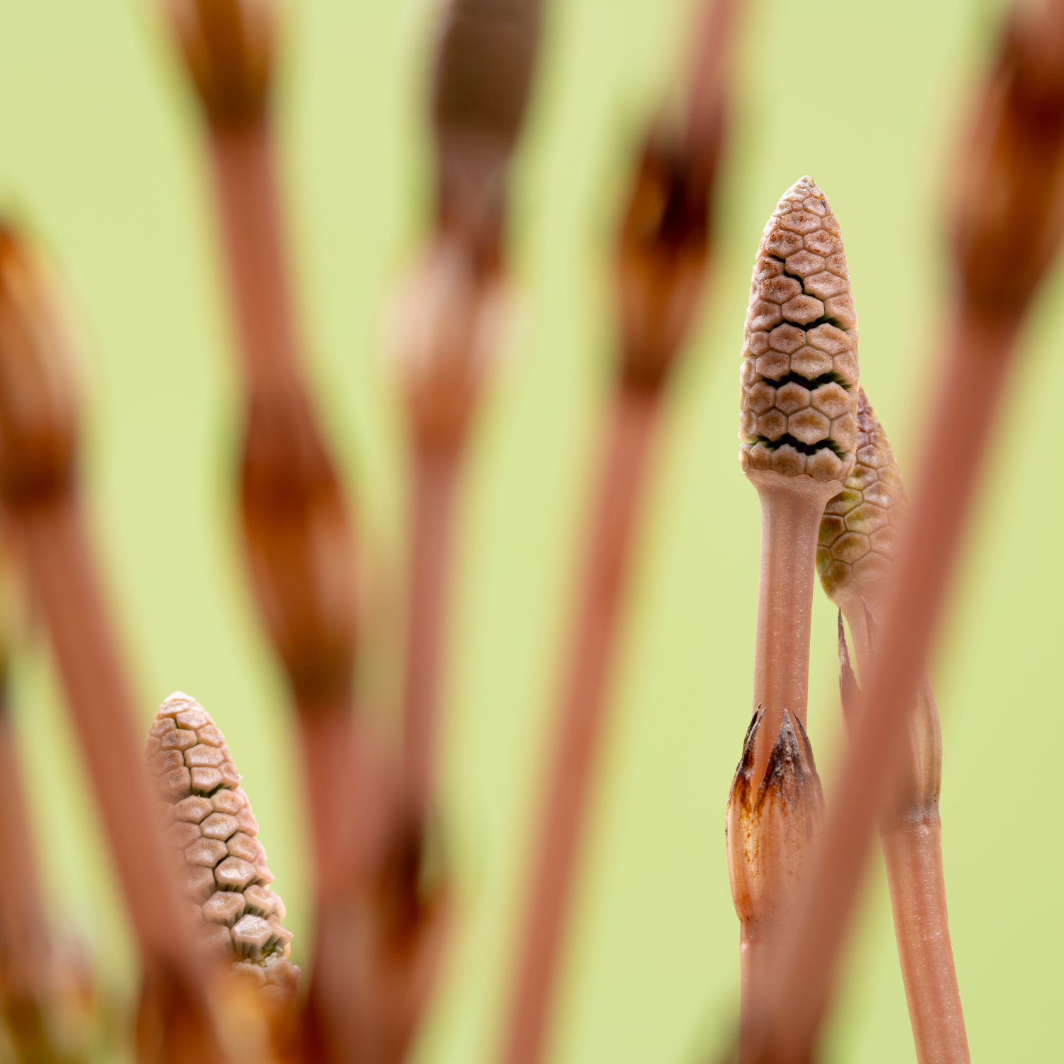 FSS Horsetail Extract AQ