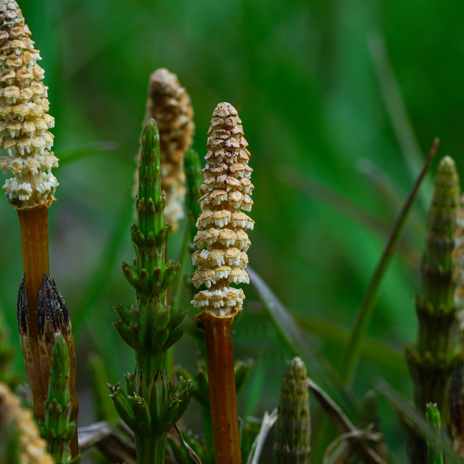 FSS Horsetail Extract AQ