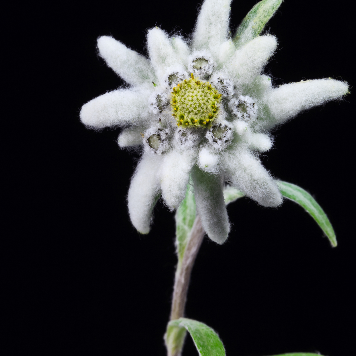 FSS Edelweiss Extract OS
