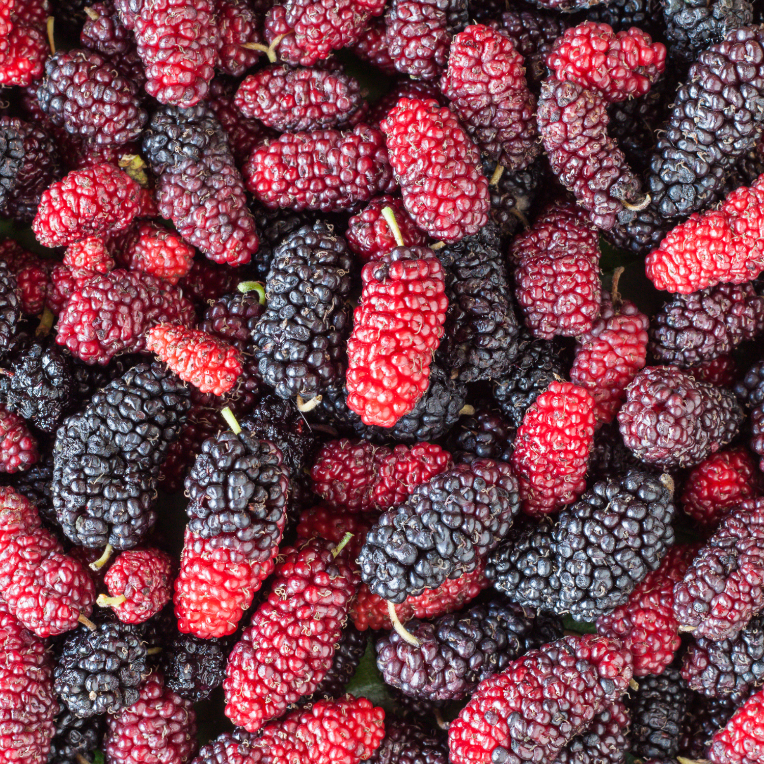 FSS Mulberry Extract G