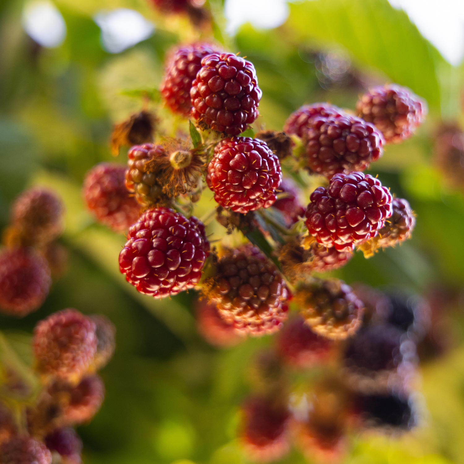 FSS Mulberry Extract G