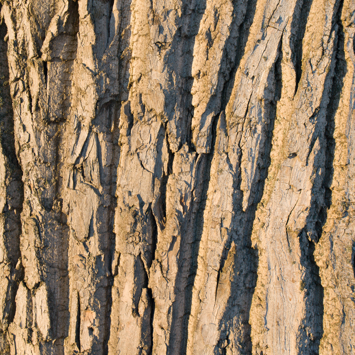 FSS White Willow Bark Extract