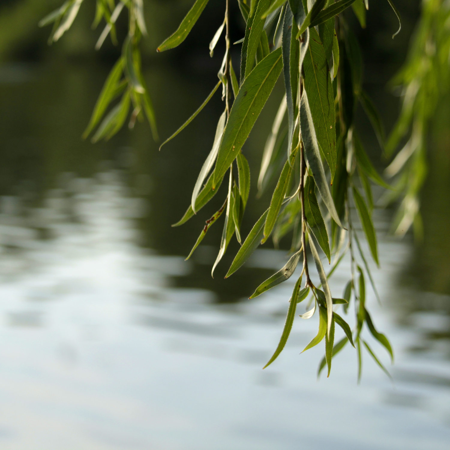 FSS White Willow Bark Extract