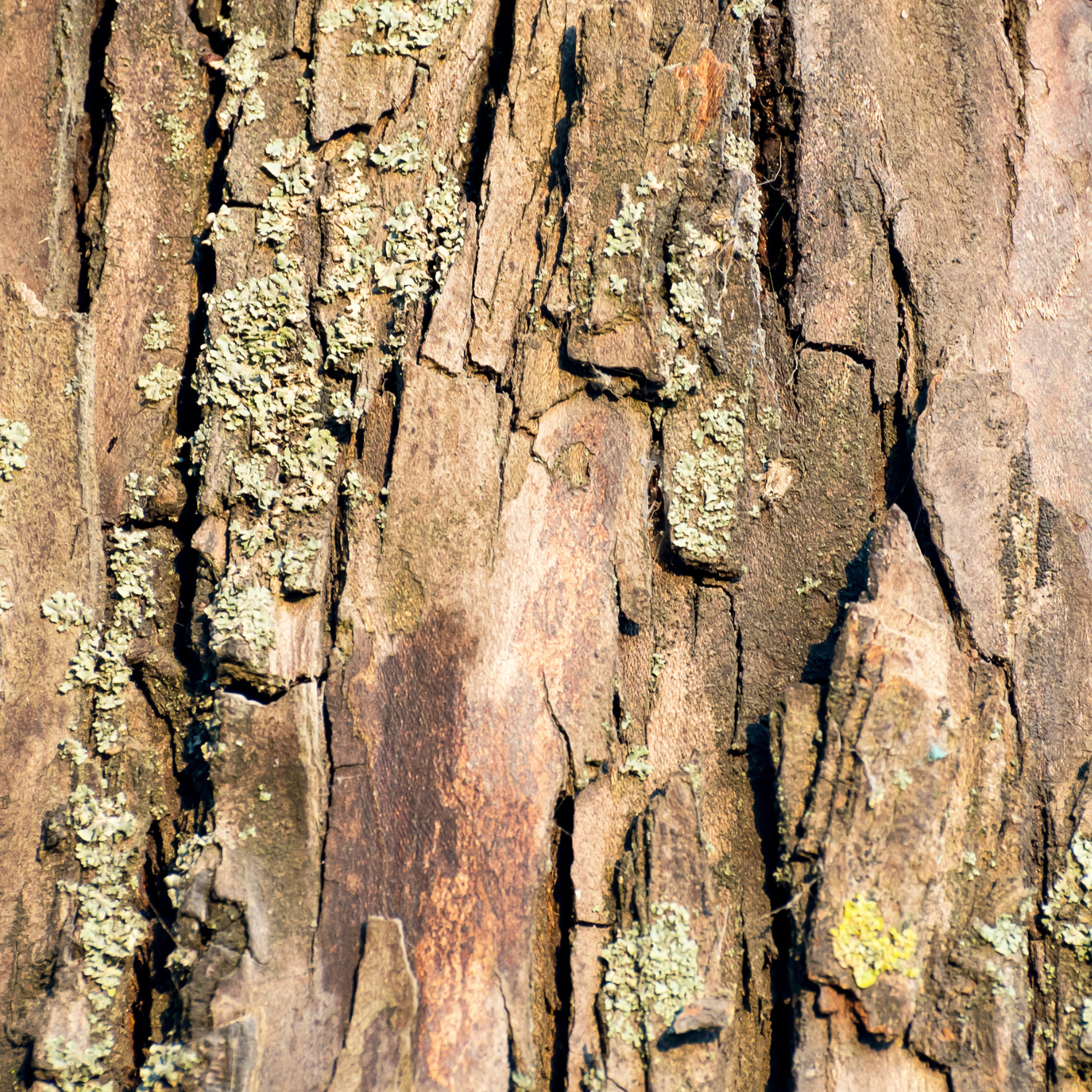 FSS Willow Bark Extract 20%