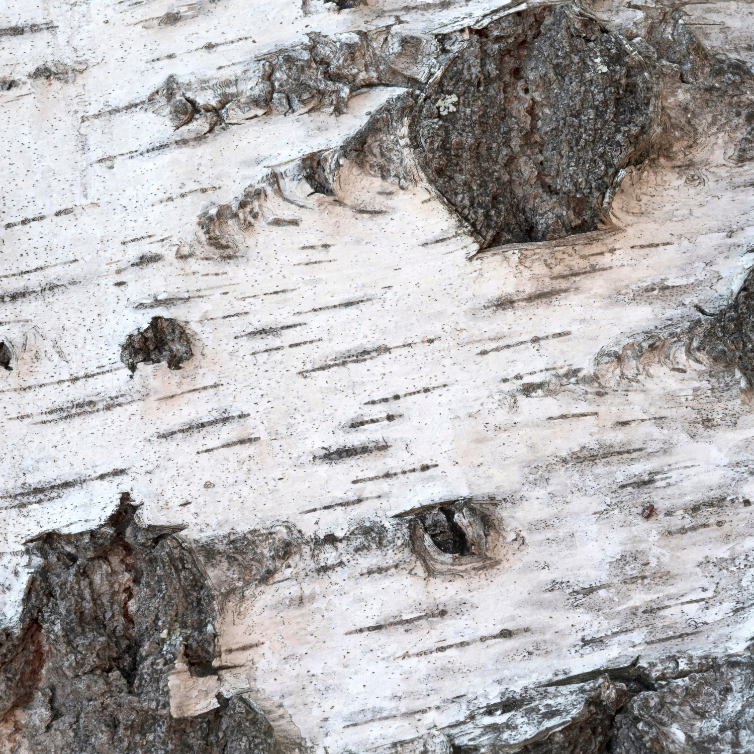FSS Willow Bark Extract 20%