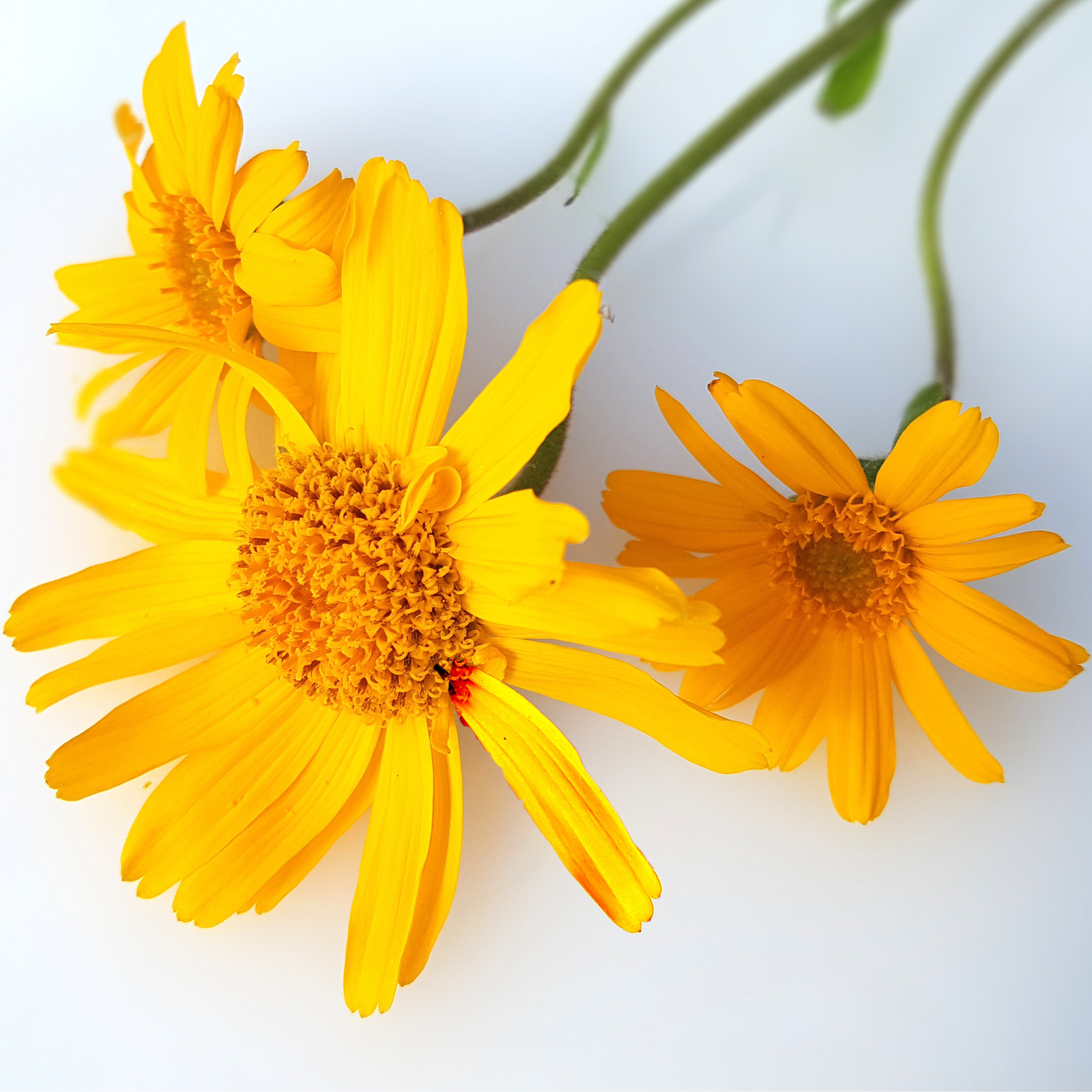FSS Arnica Extract PF