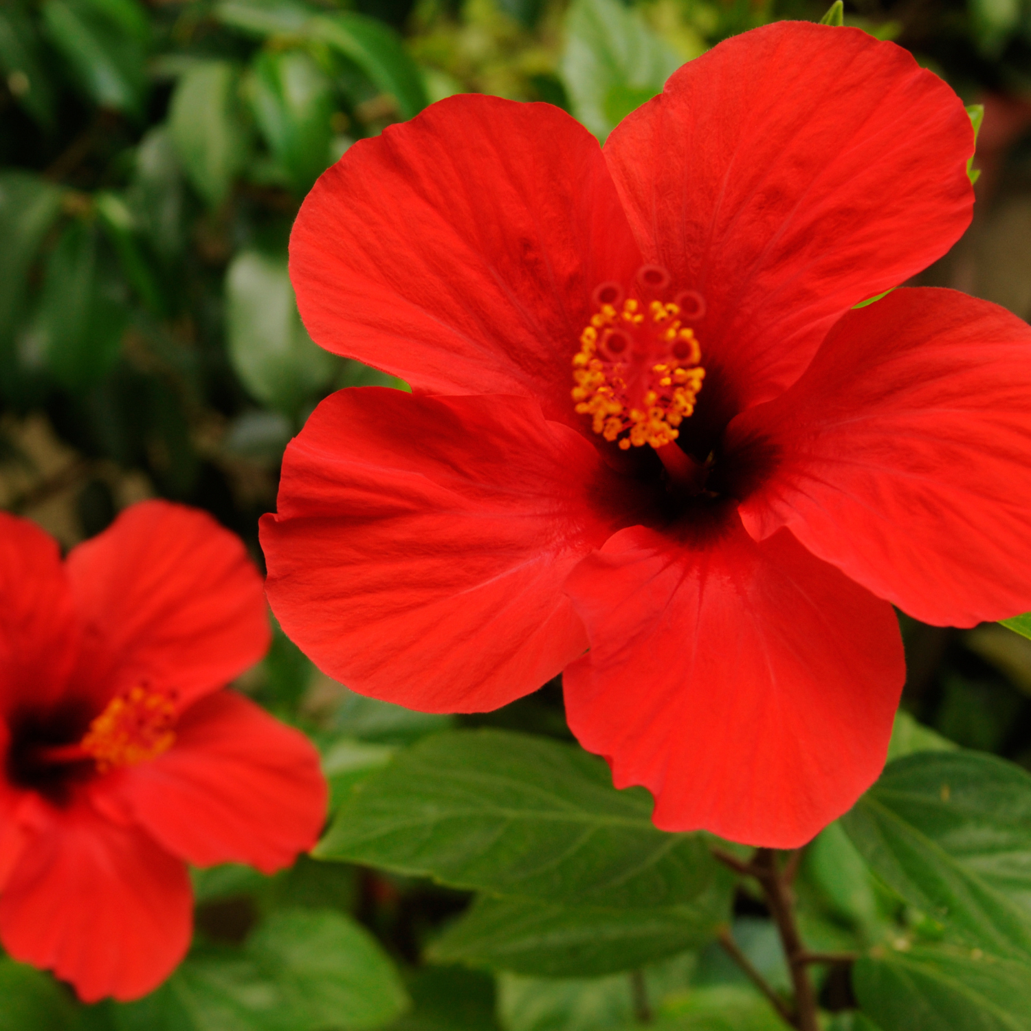 FSS Hibiscus Extract OS