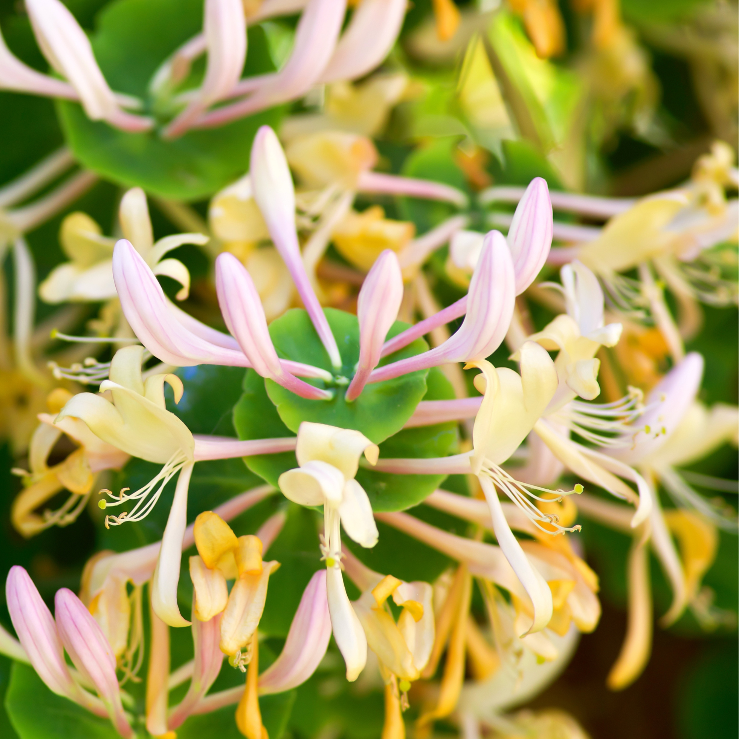 FSS Japanese Honeysuckle Extract G