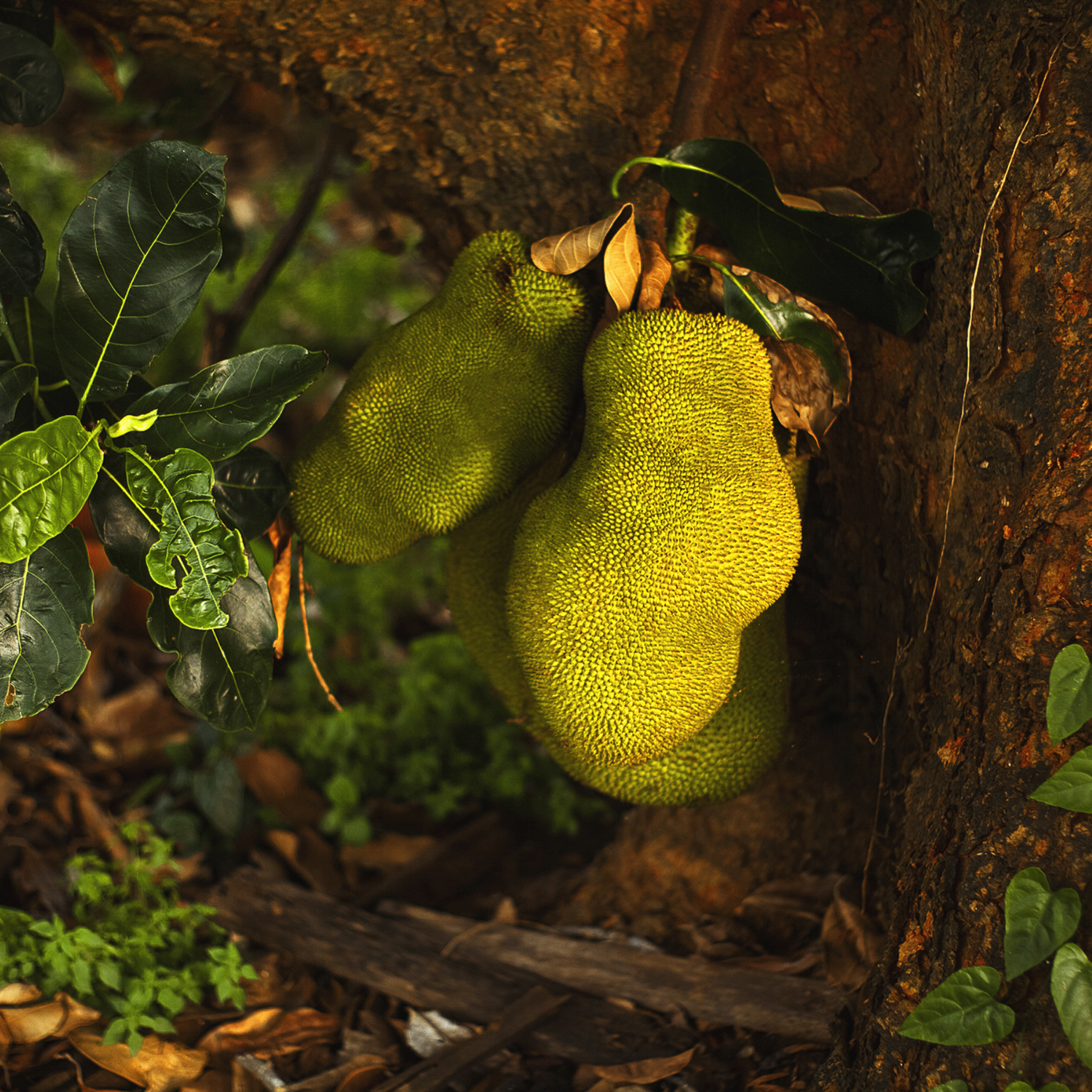 FSS Jackfruit Extract PF