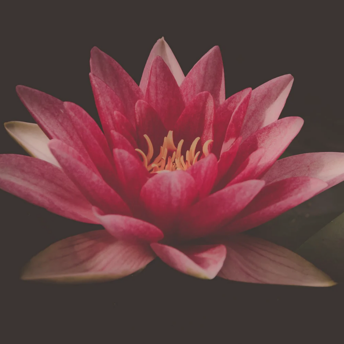FSS Lotus Extract Powder