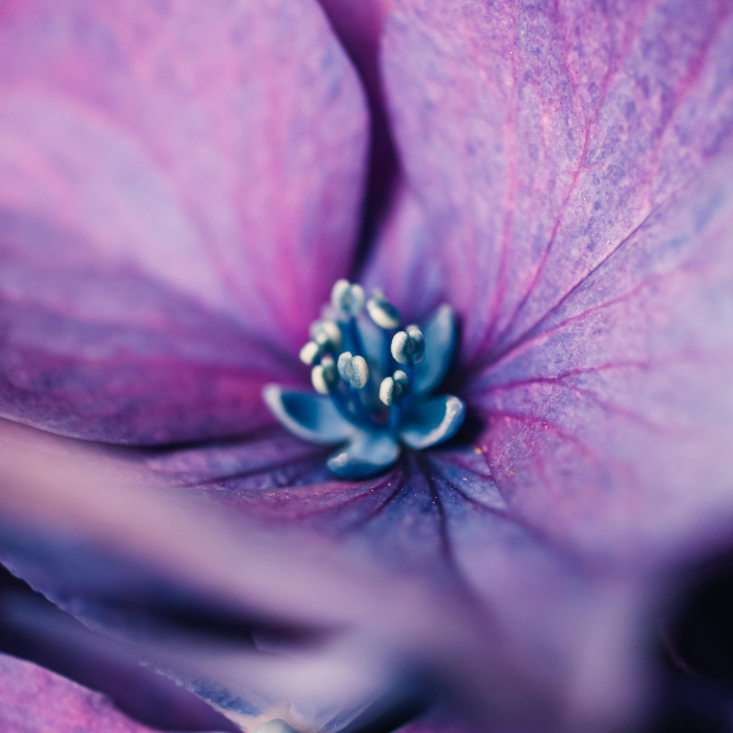 FSS Velvet Flower Extract OS