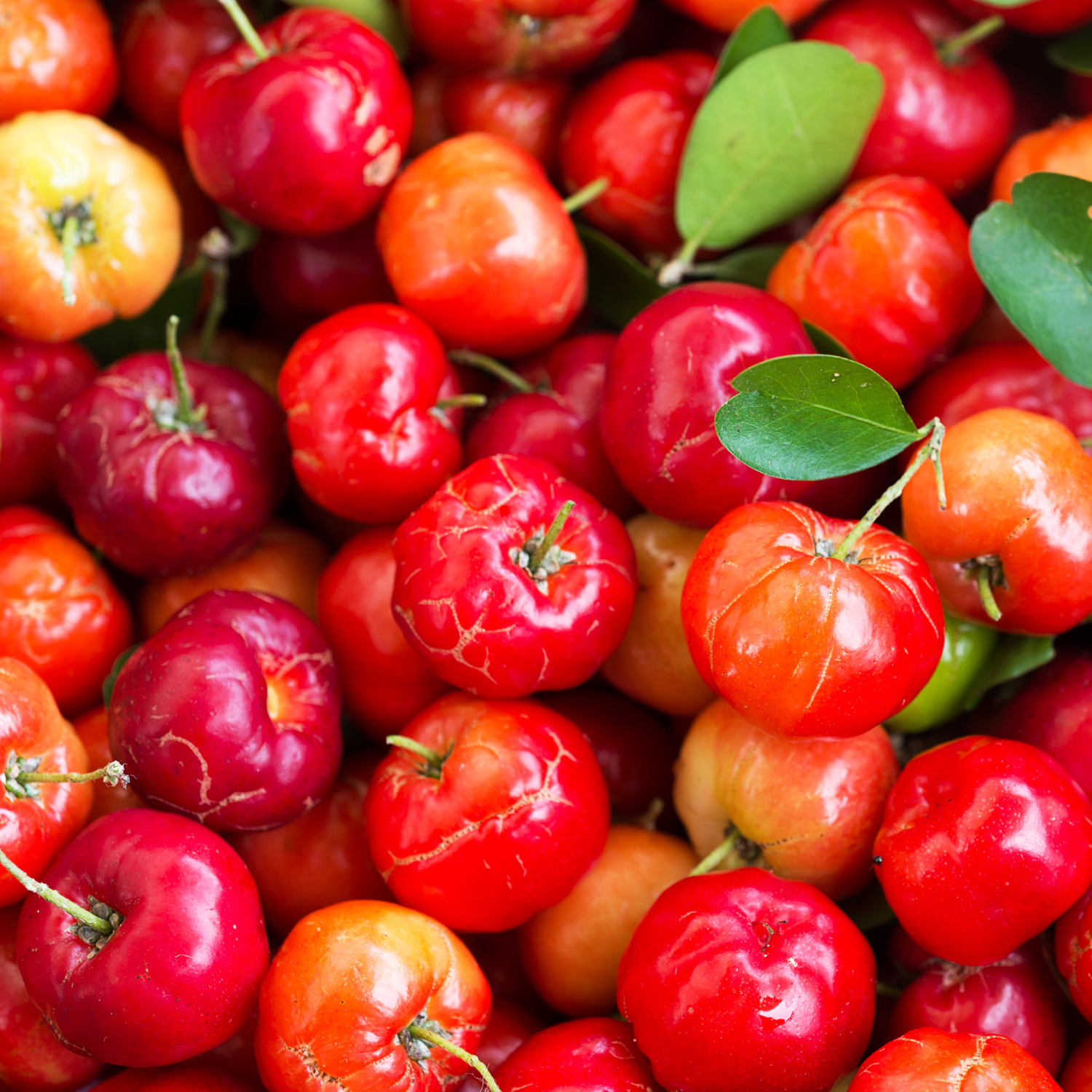 FSS Acerola Extract Powder