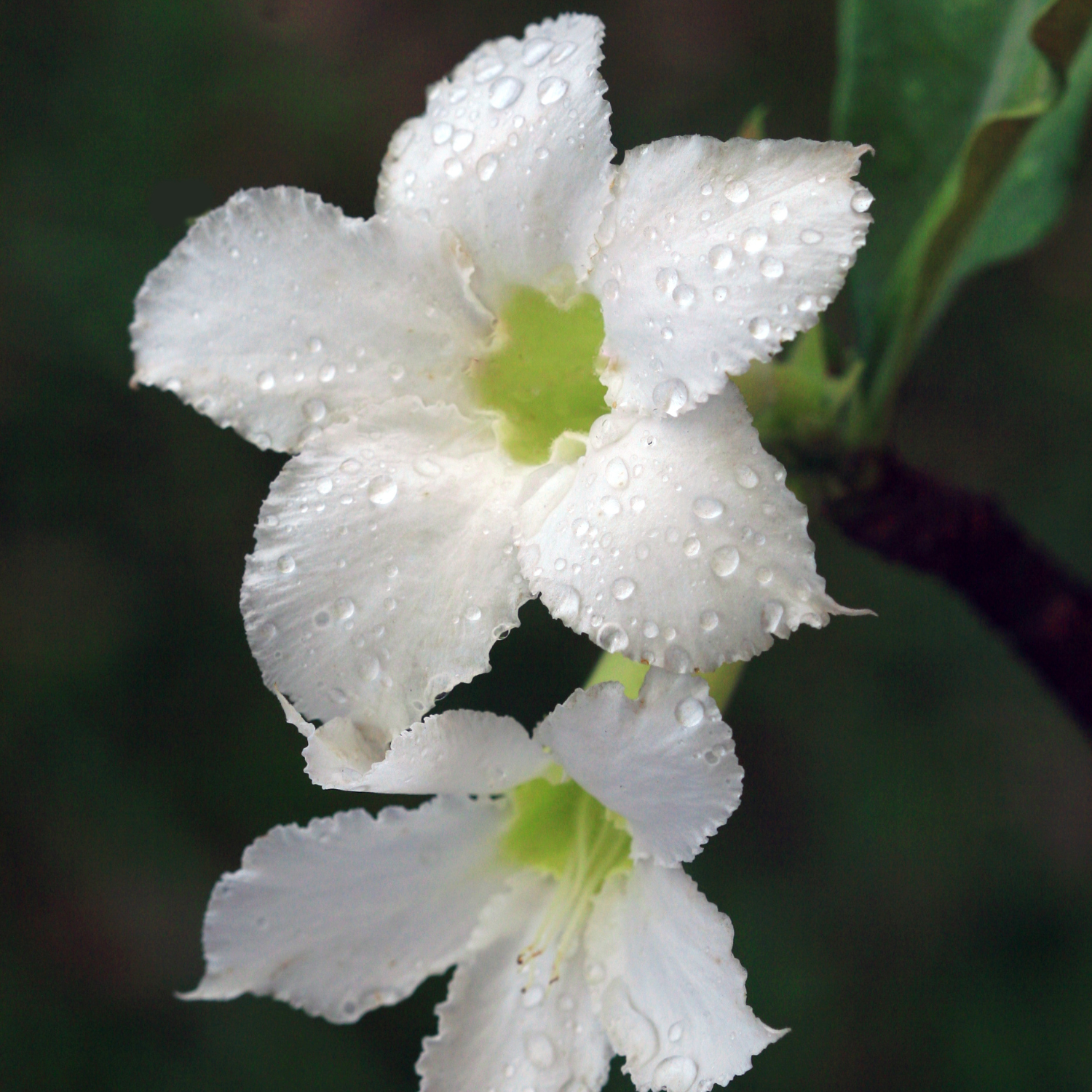 FSS Boswelia Extract G