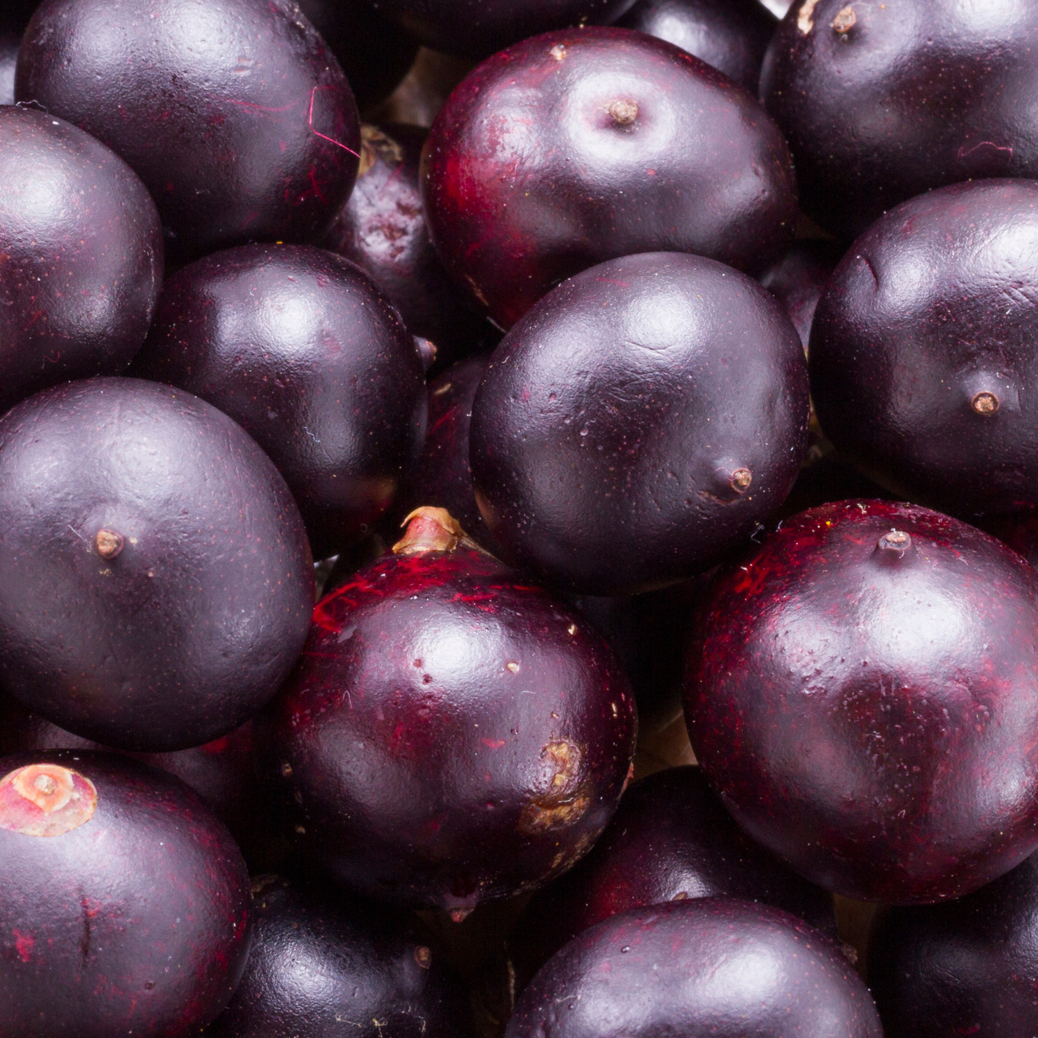 FSS Phyto-Biotics Acai®