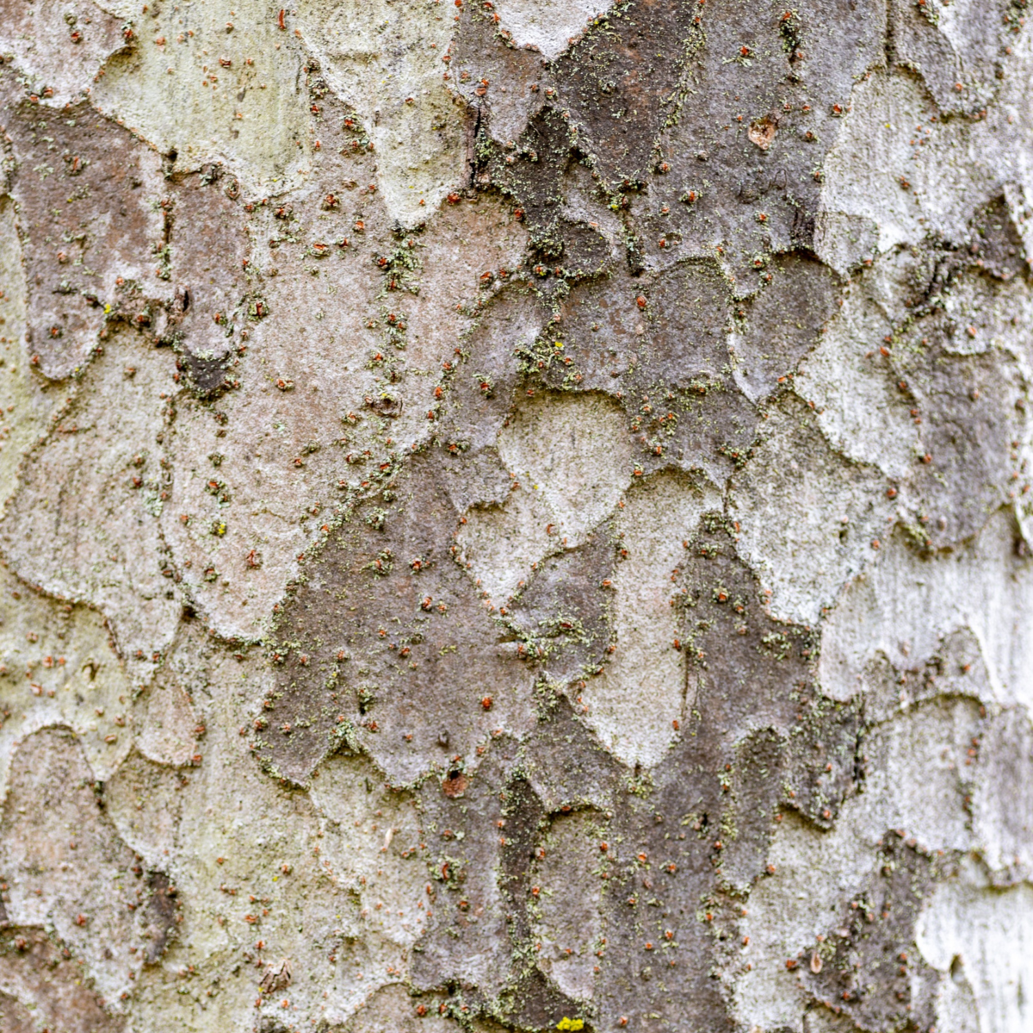 FSS Slippery Elm Bark Extract G