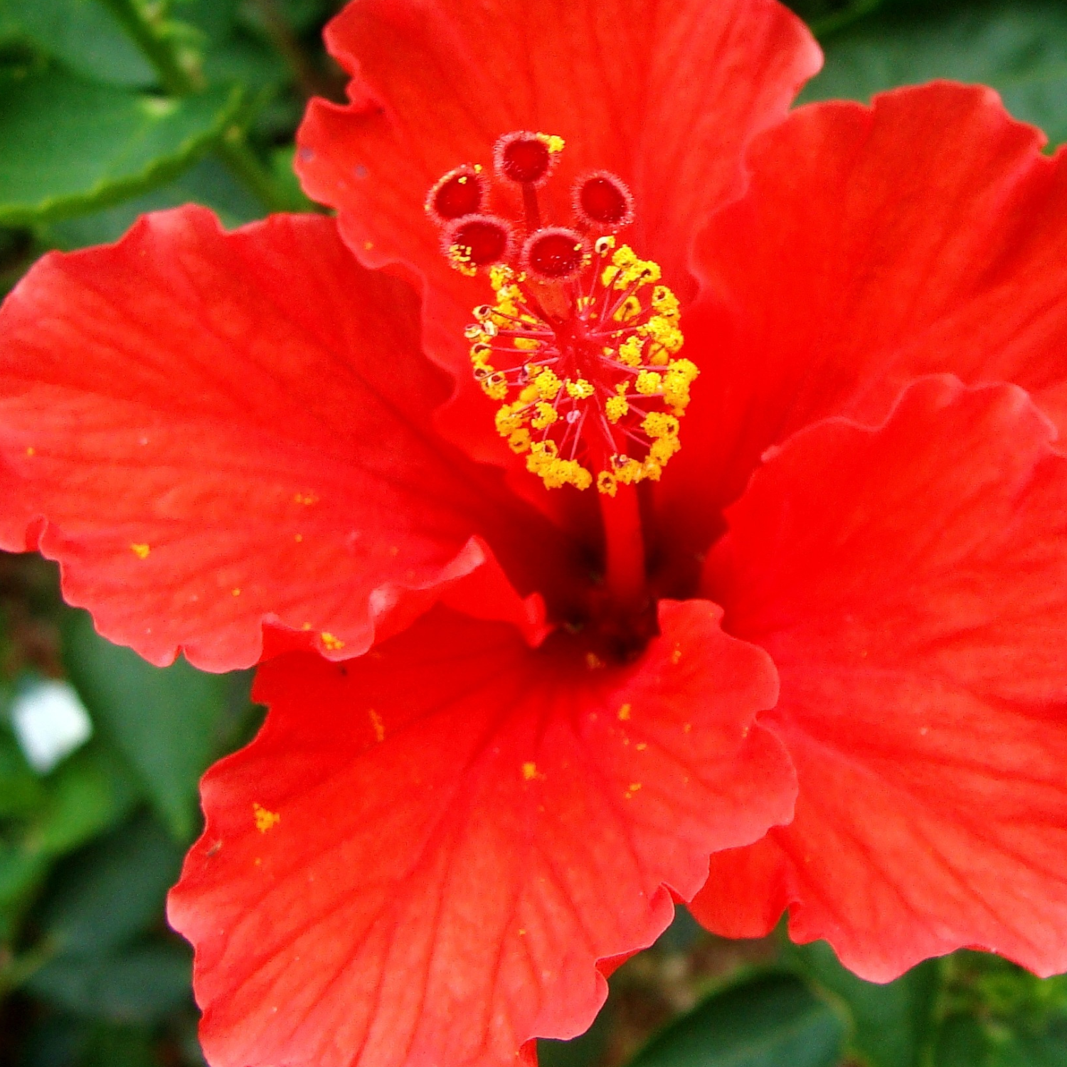 FSS Hibiscus Extract G