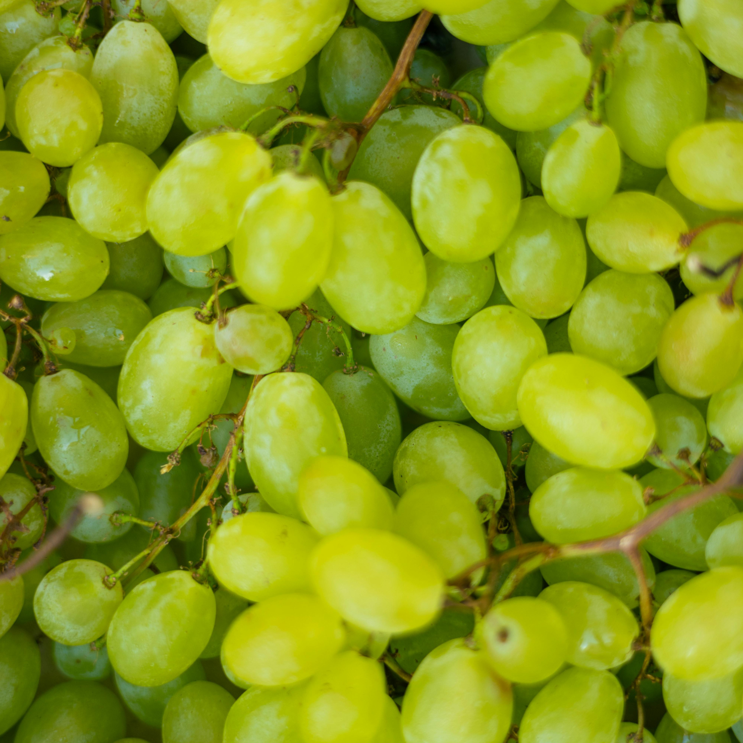 FSS Grape Extract HOA