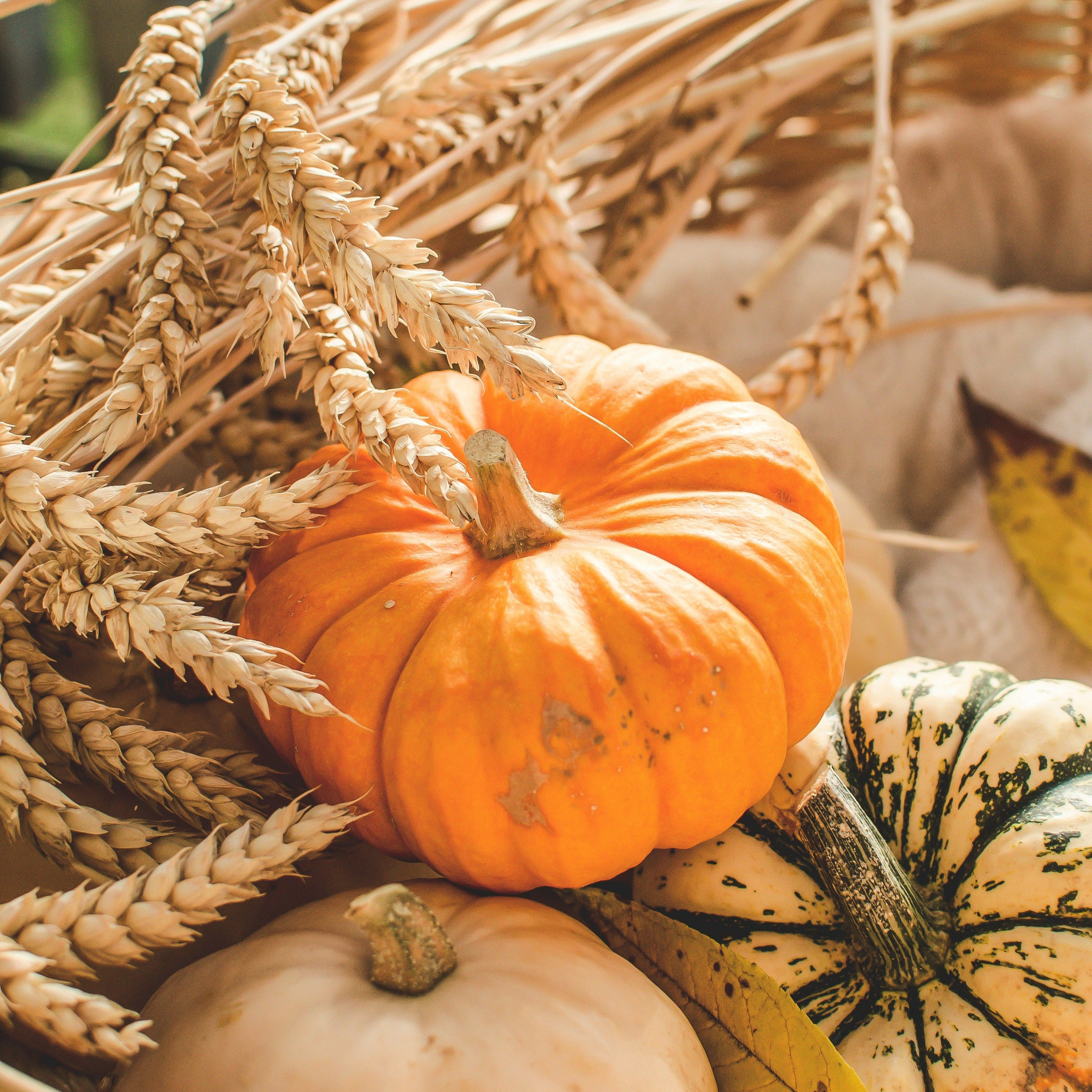 FSS Pumpkin Anti-MMP PF