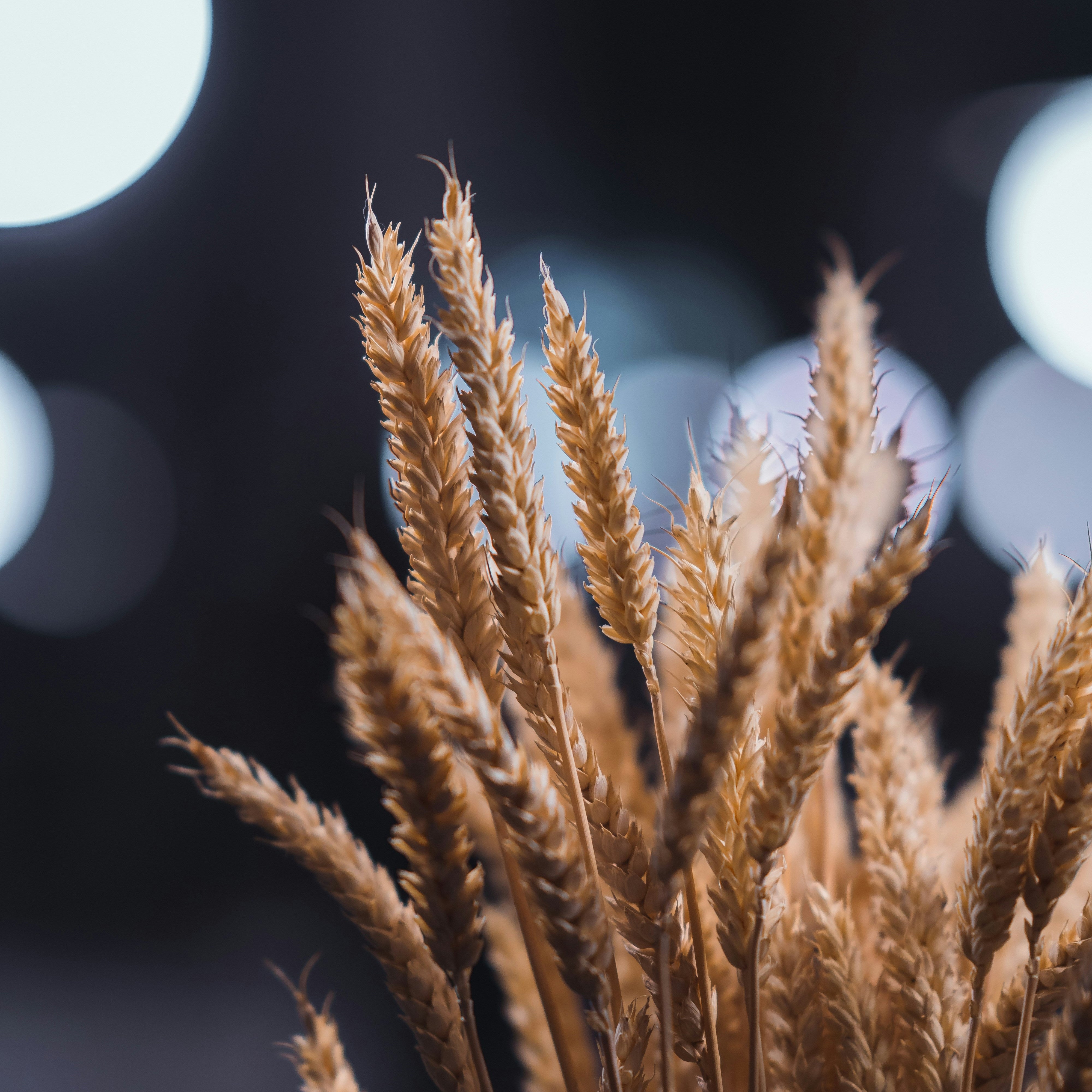 FSS Oat Hydrolysate OS