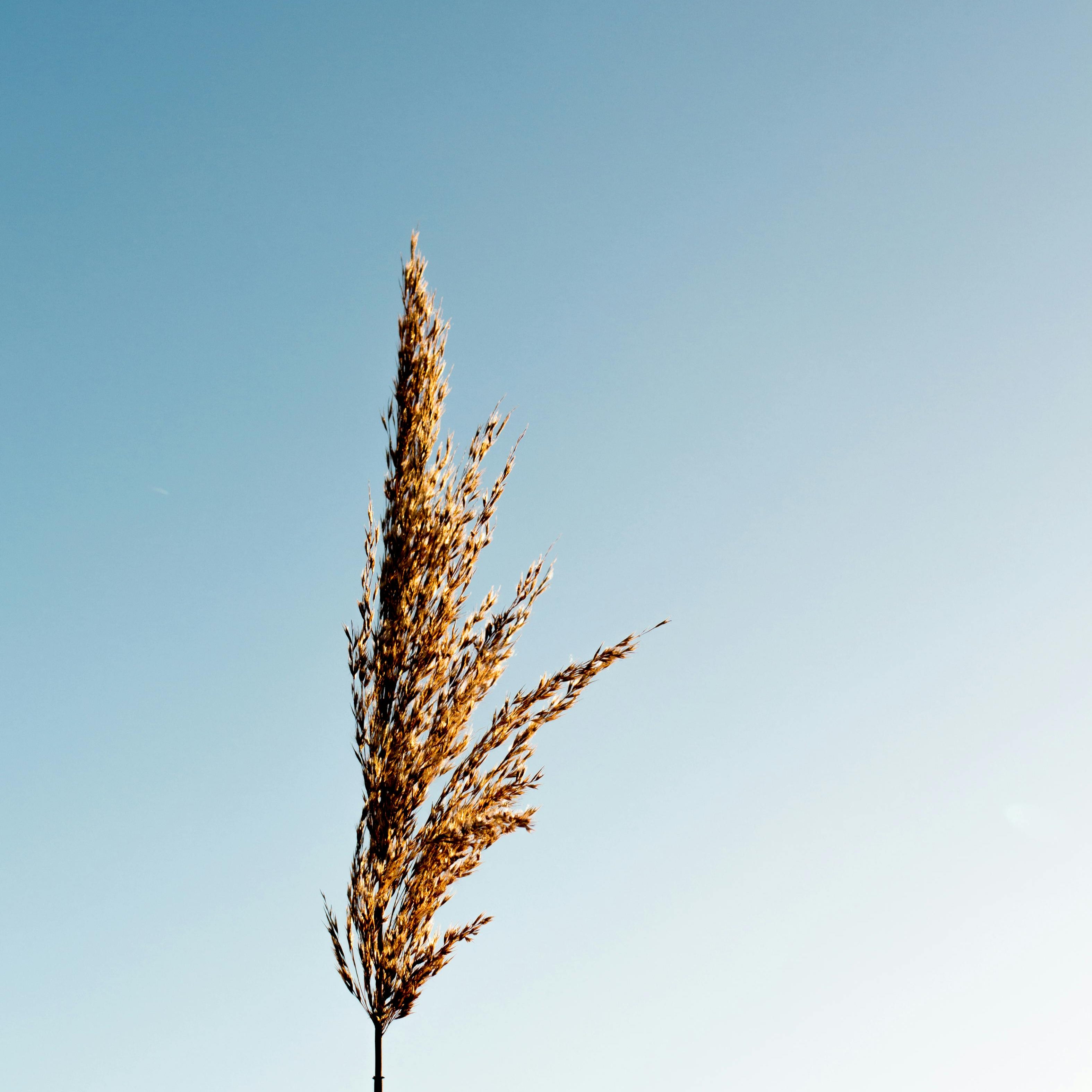 FSS Foaming Wheat PF
