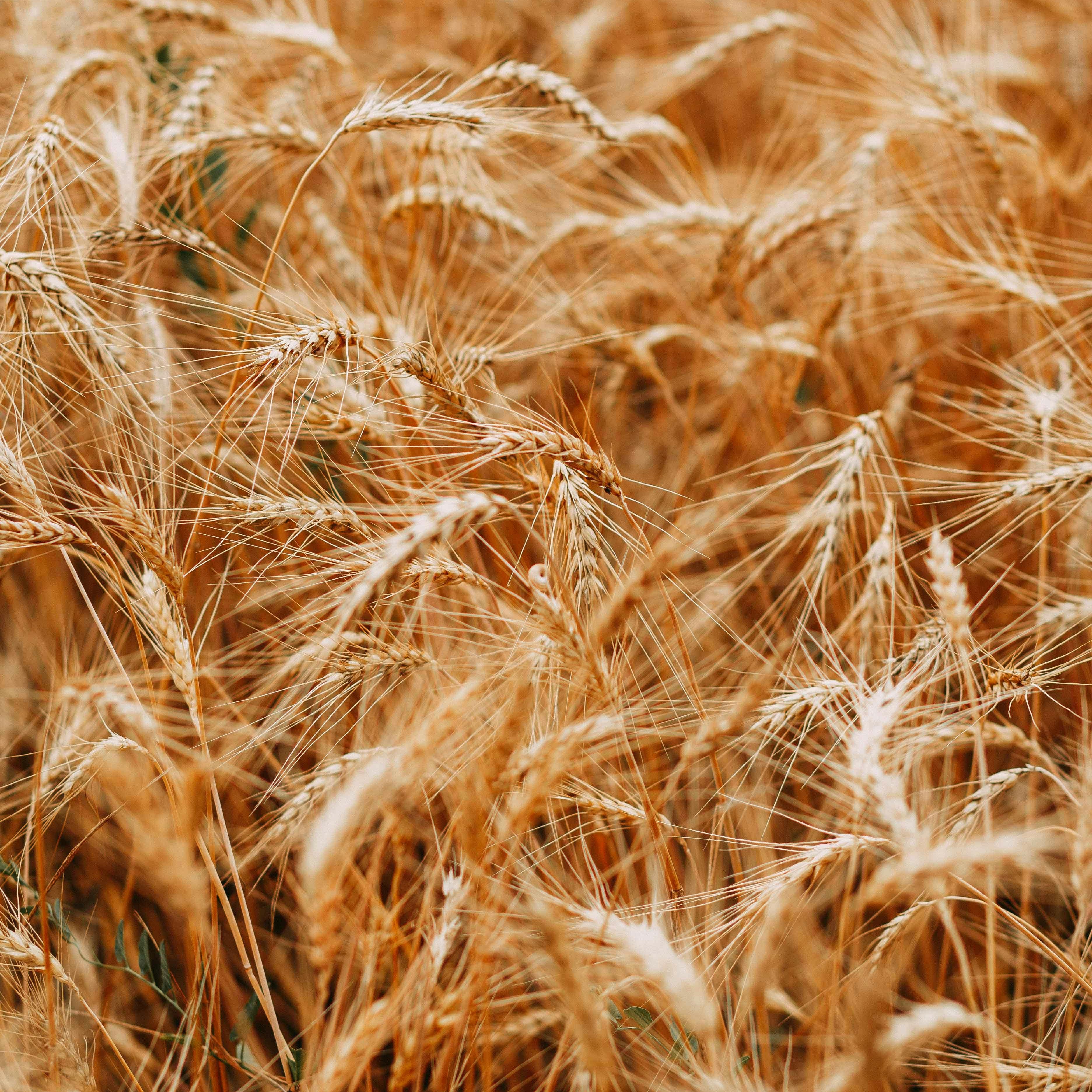 FSS Foaming Wheat PF