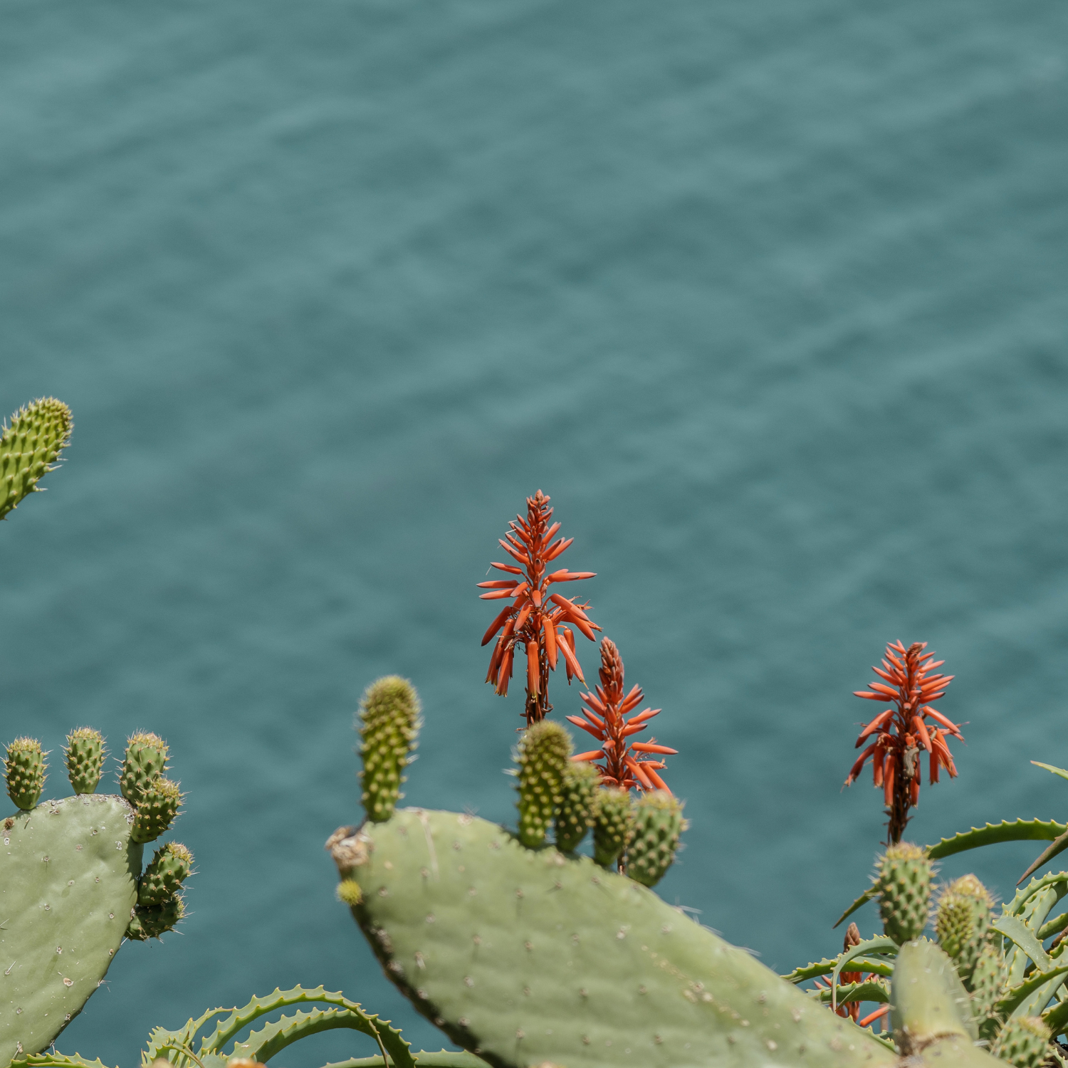 FSS Cactus Water SF