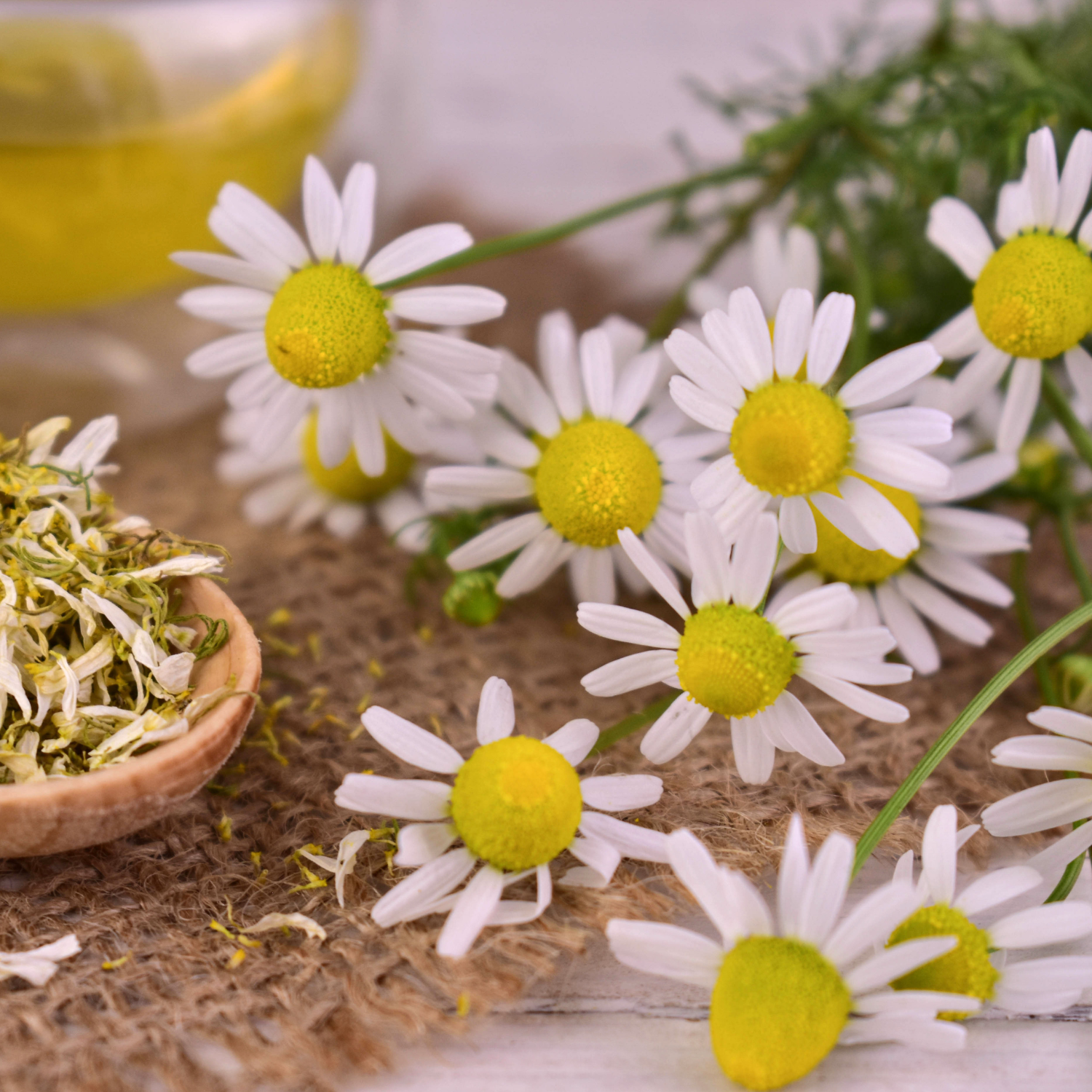 FSS Golden Chamomile Blend BG