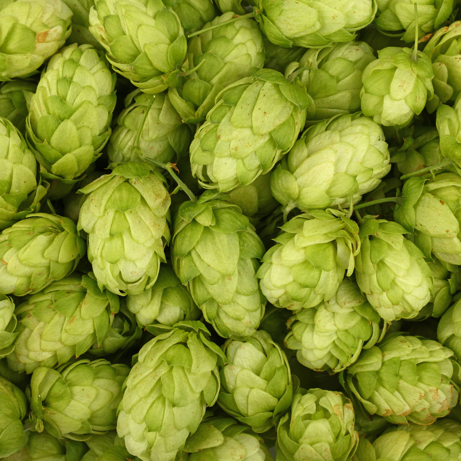 FSS Hops Extract PF