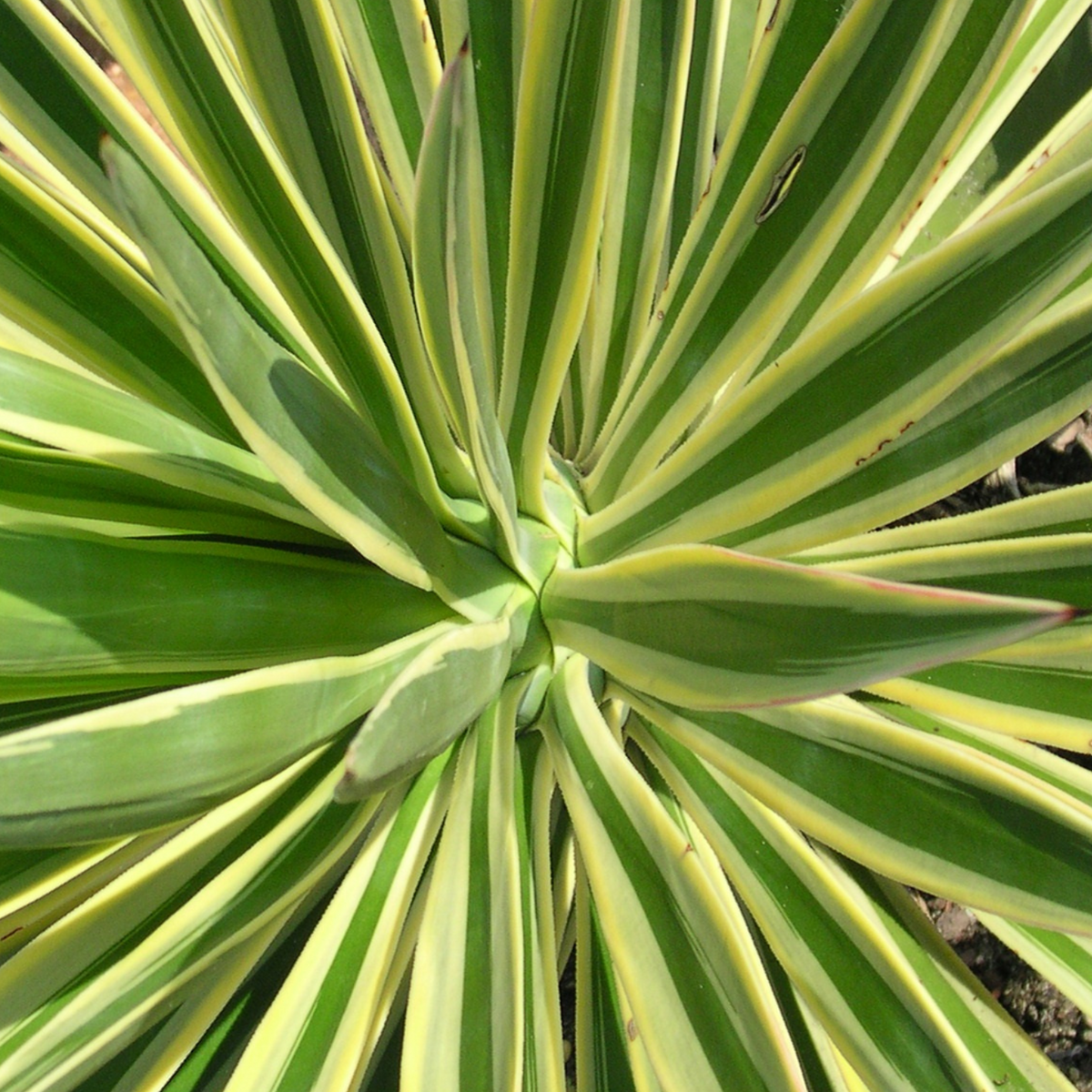 FSS Yucca Extract PF – Desert-Derived Moisture & Strength for Skin and Hair