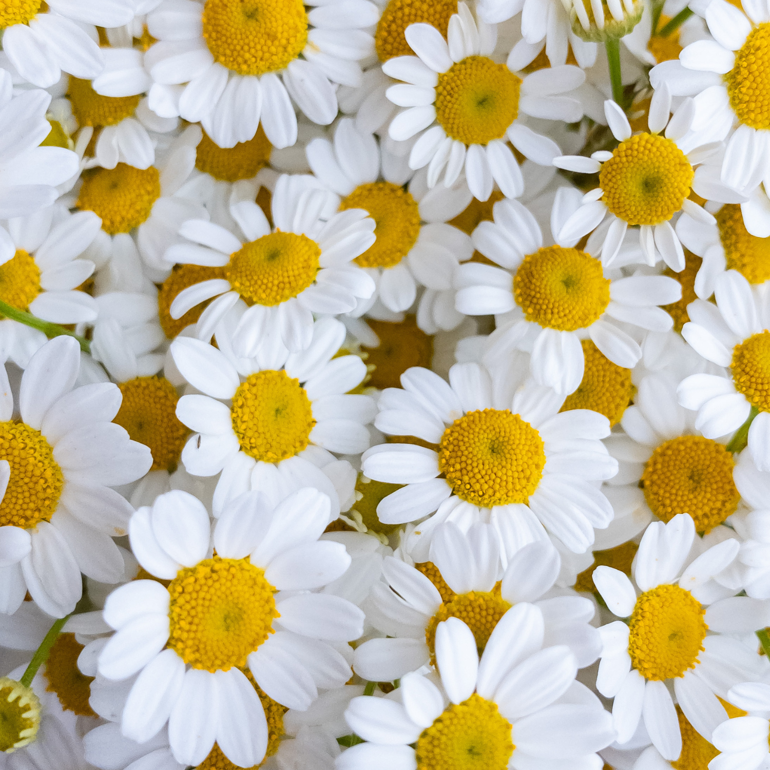 FSS Daisy Extract BG PF