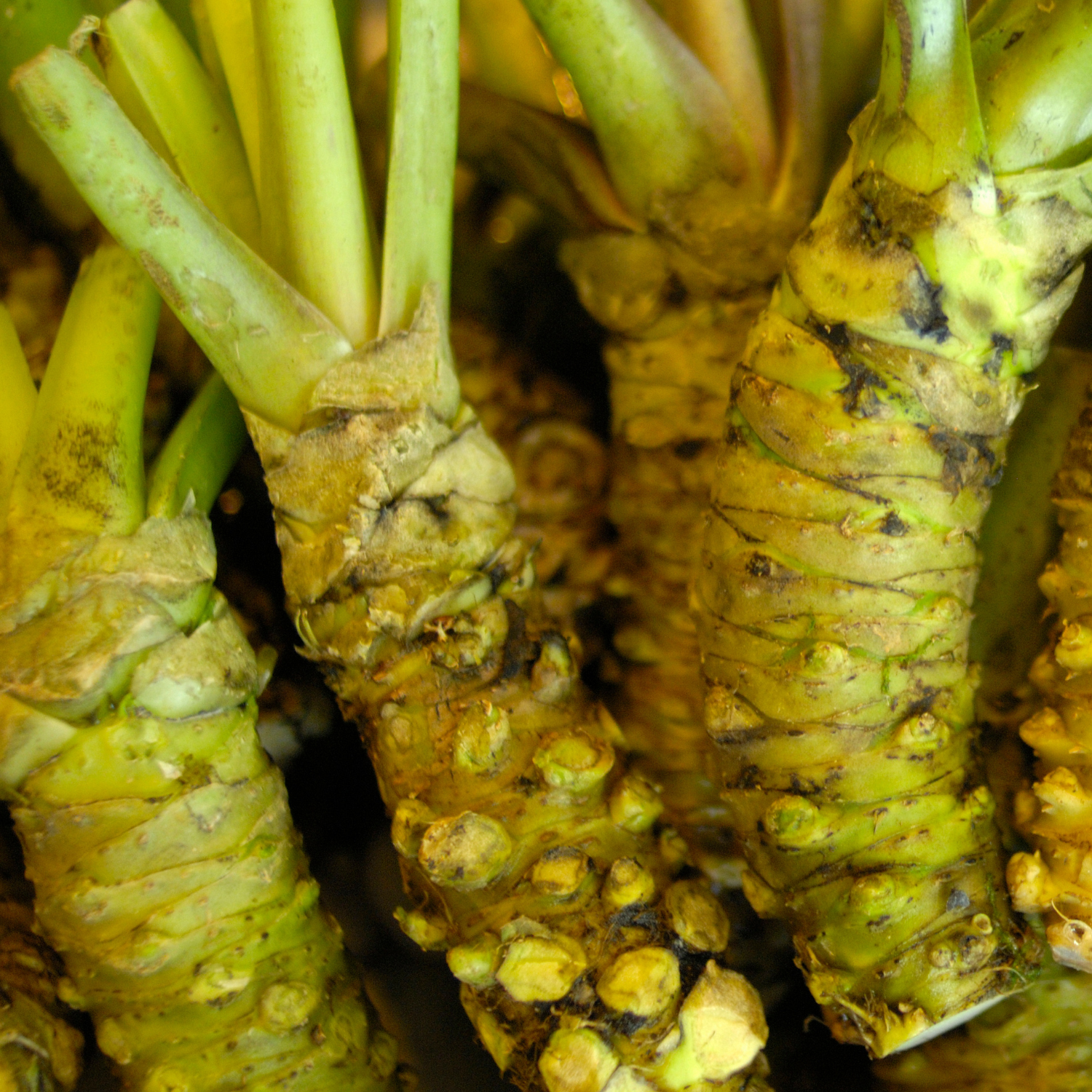 FSS Wasabi Extract PF