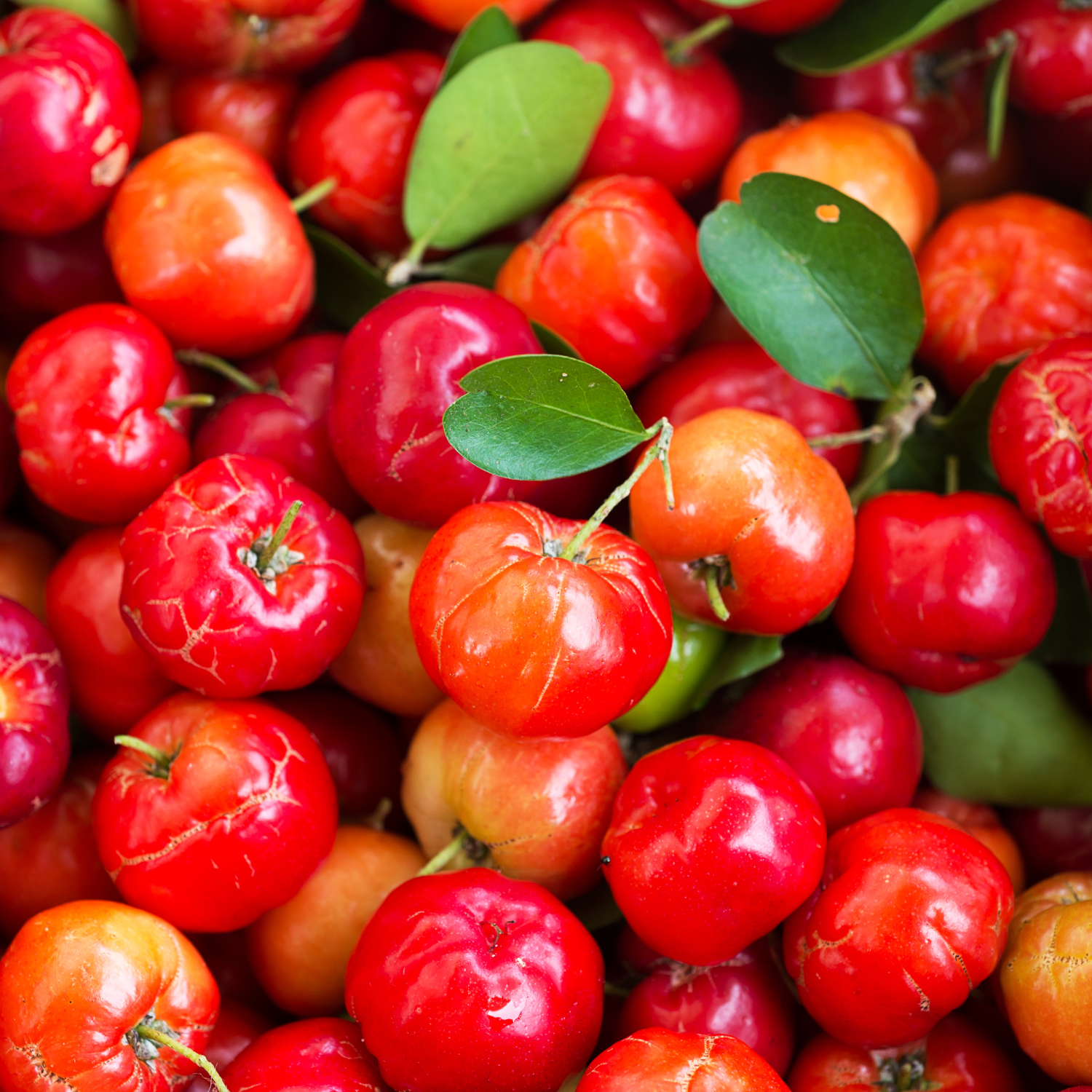 FSS Acerola Extract SNO