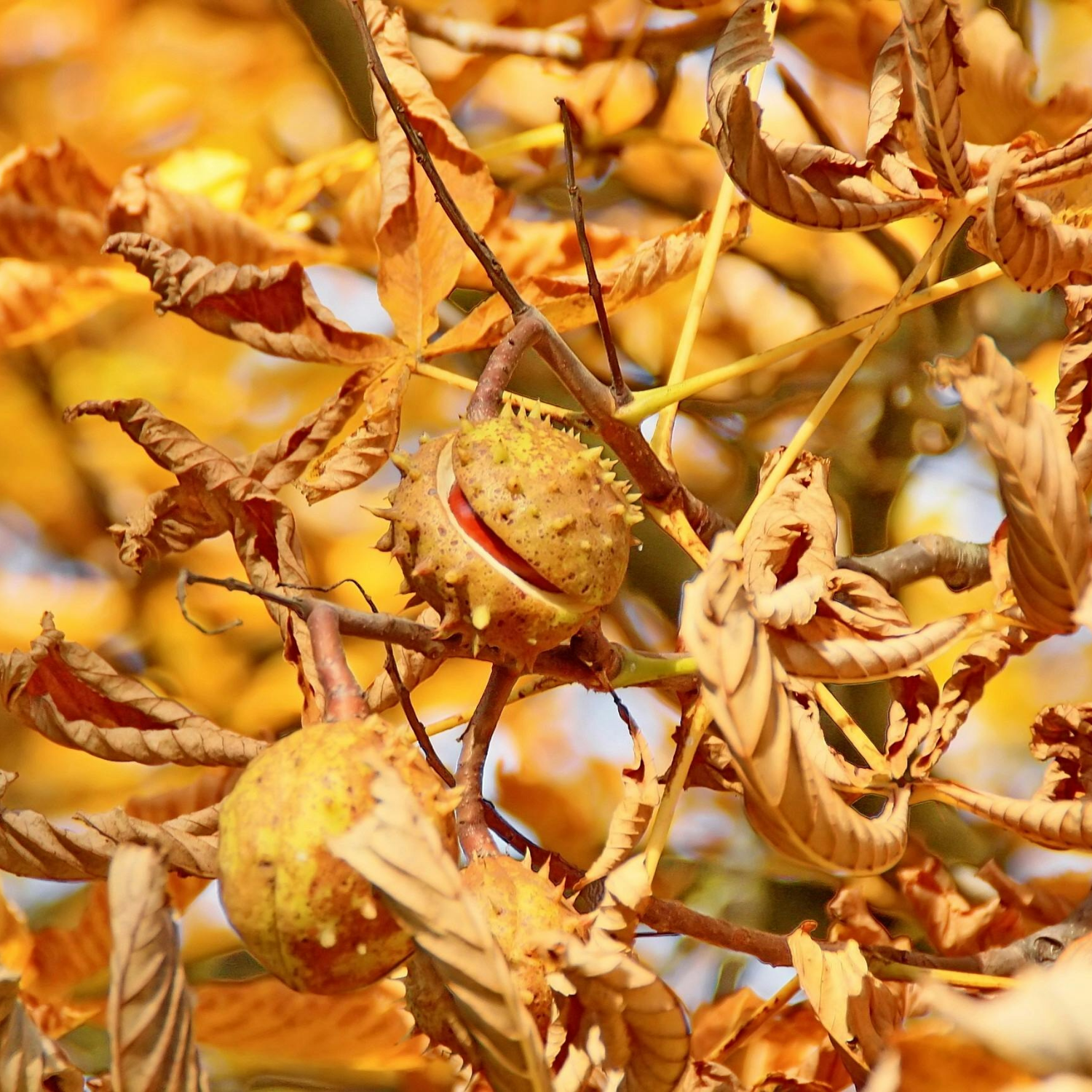 FSS Horse Chestnut Extract OS