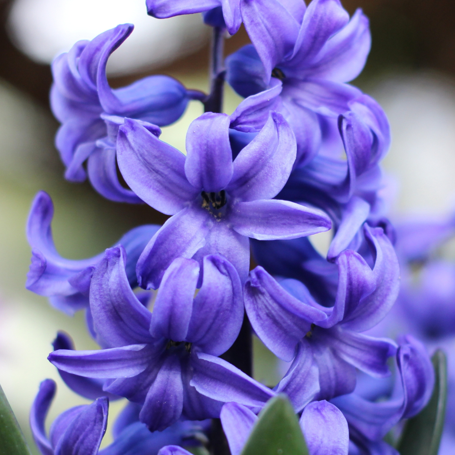 FSS Hyacinth Extract PF