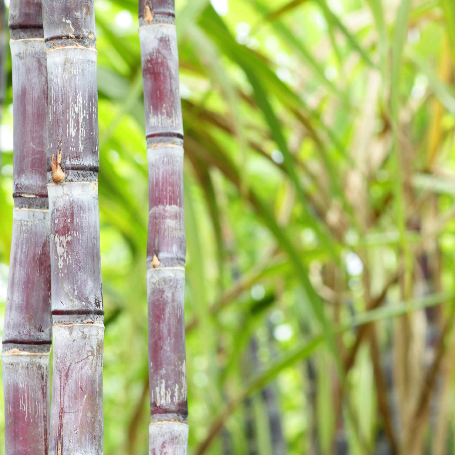 FSS Sugarcane Extract