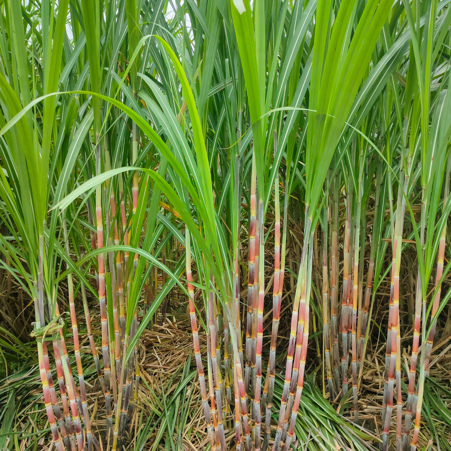 FSS Sugarcane Extract PF
