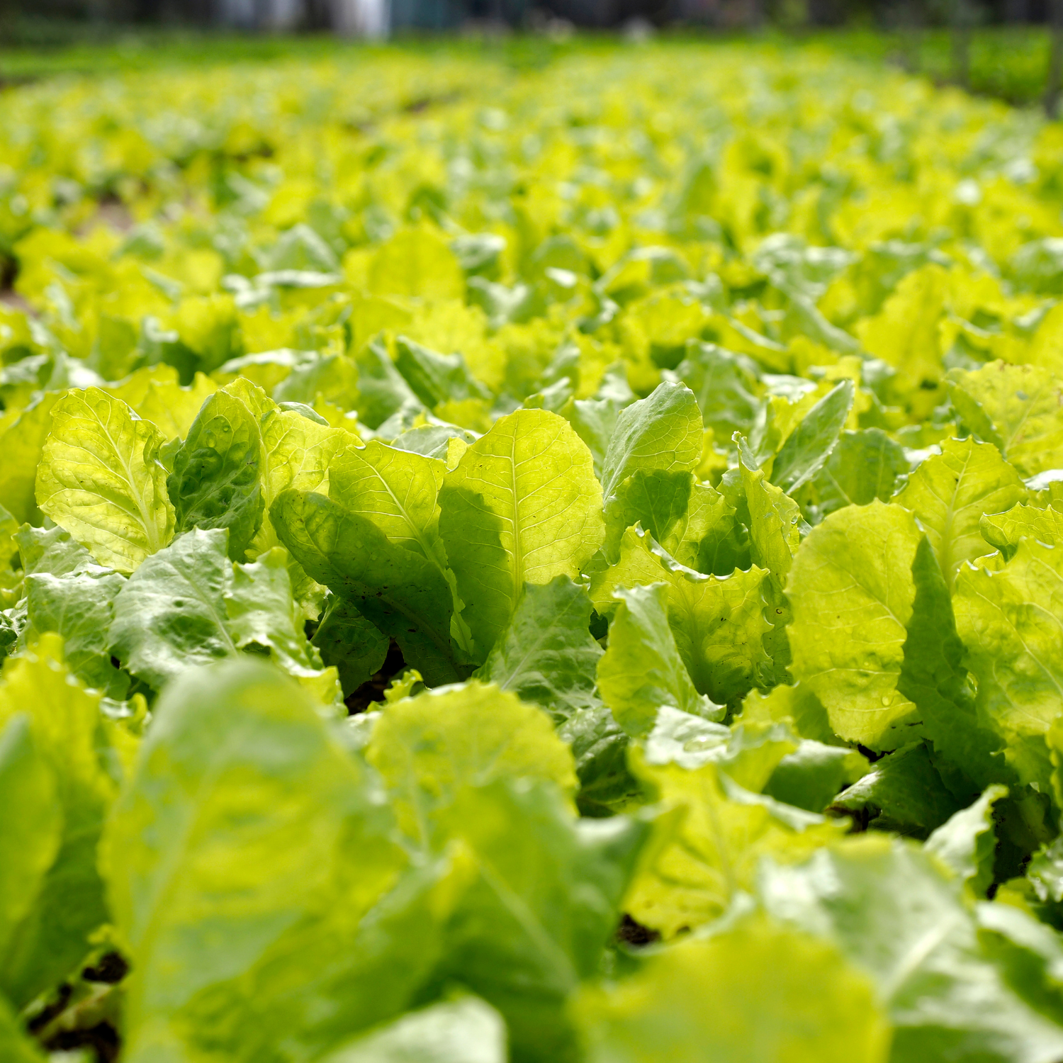 FSS Telegraph Plant Extract G