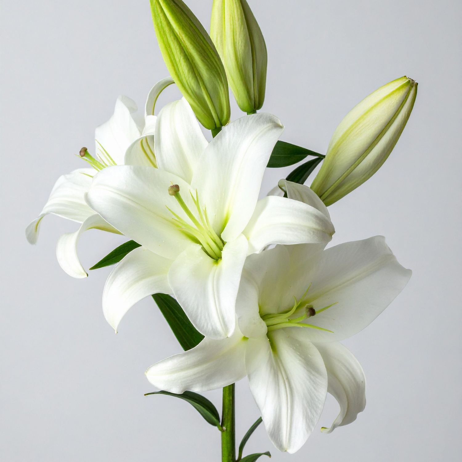white lily extract FSS White Lily Root Extract PF