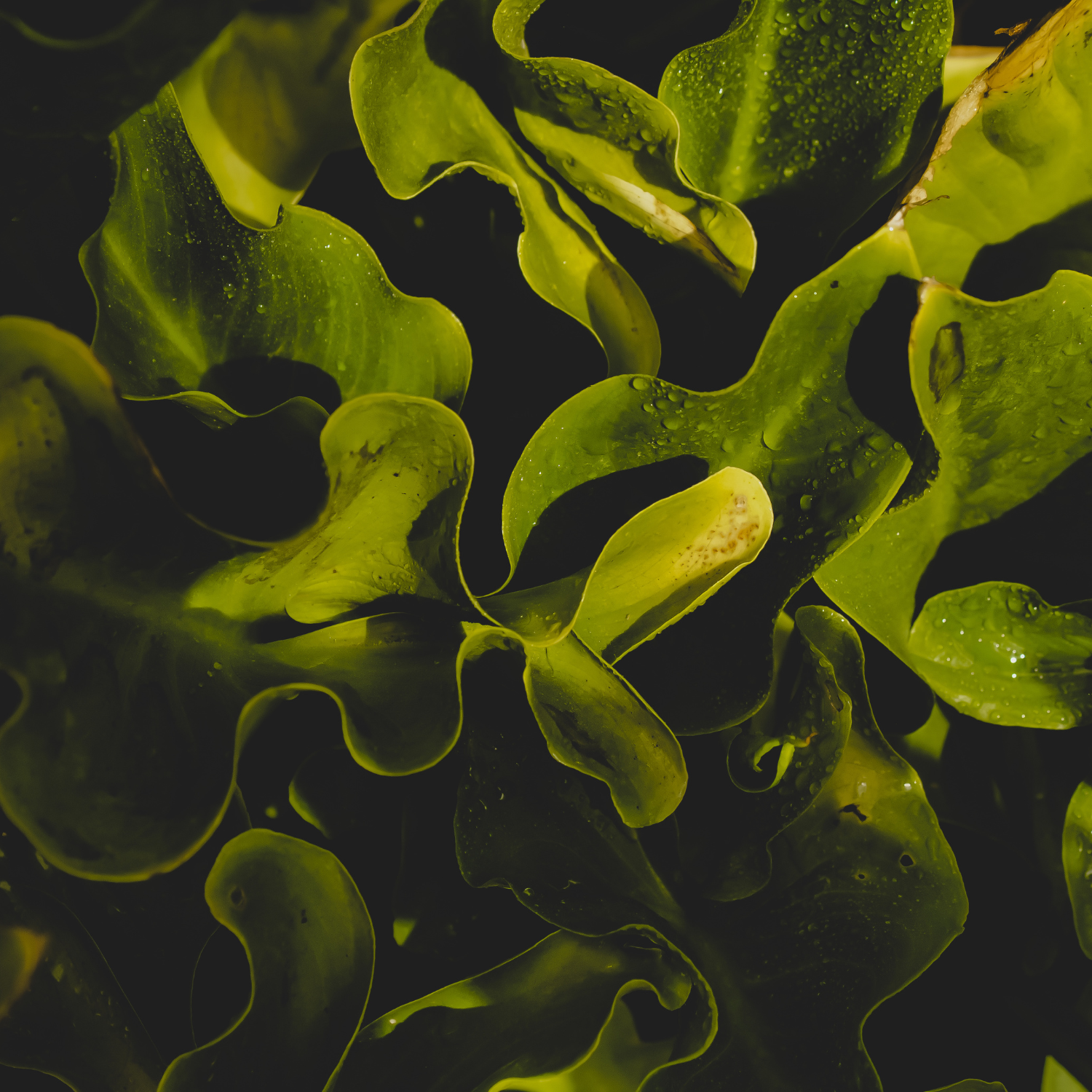 FSS Bull Kelp Bioferment PF SF