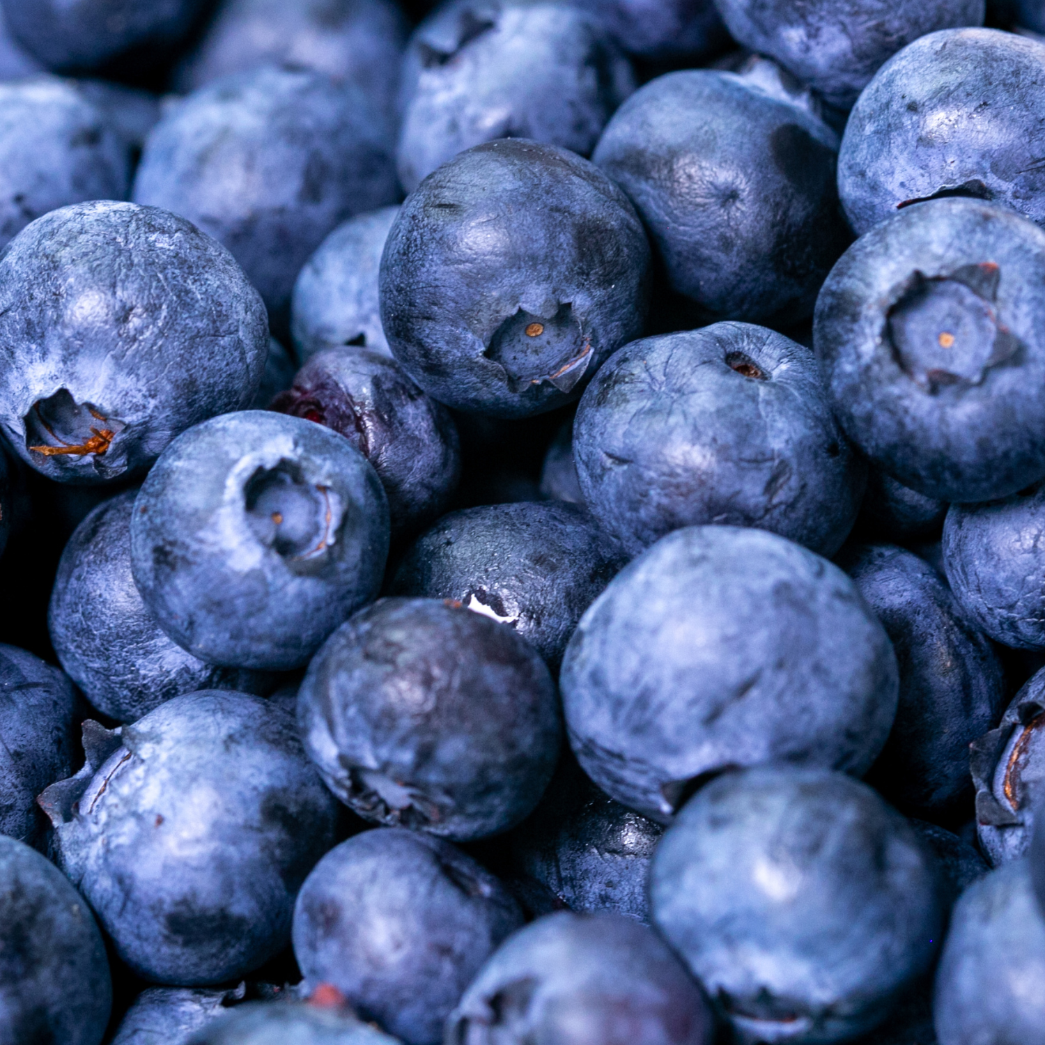 FSS Phyto-Biotics Blueberry