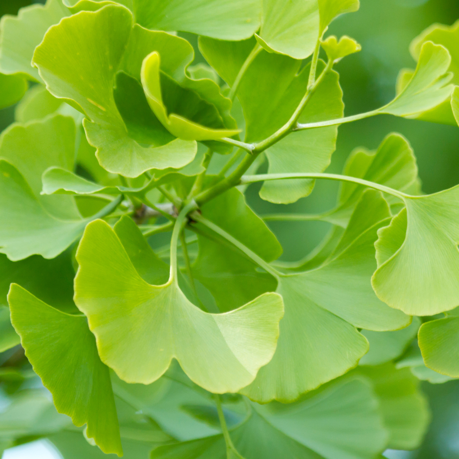 FSS Ginkgo Biloba Extract G