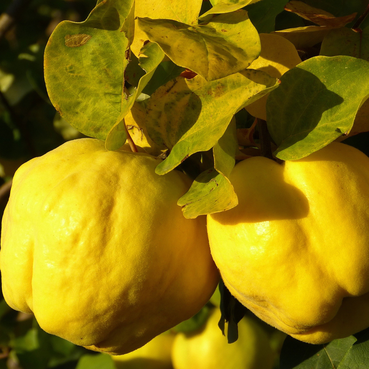 FSS Quince Seed Powder