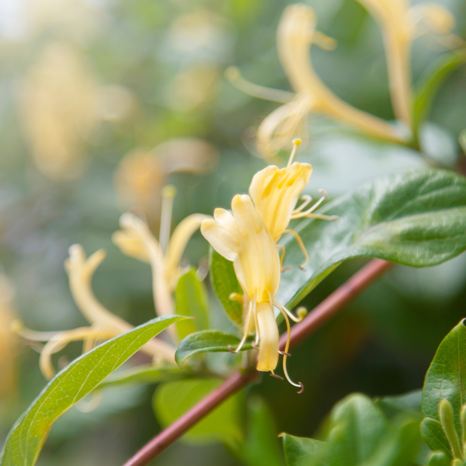 FSS Honeysuckle Extract