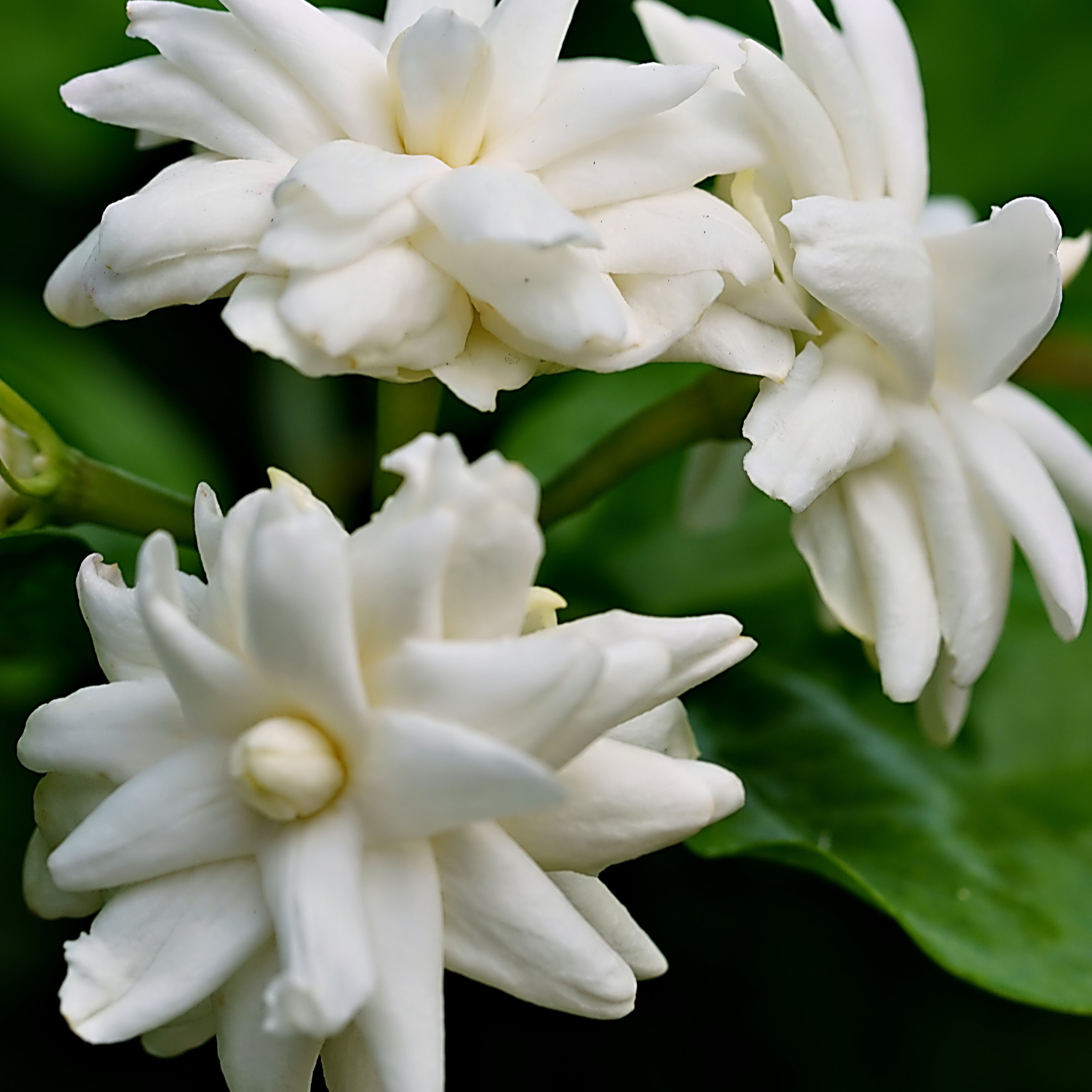 FSS Jasmine Extract PF