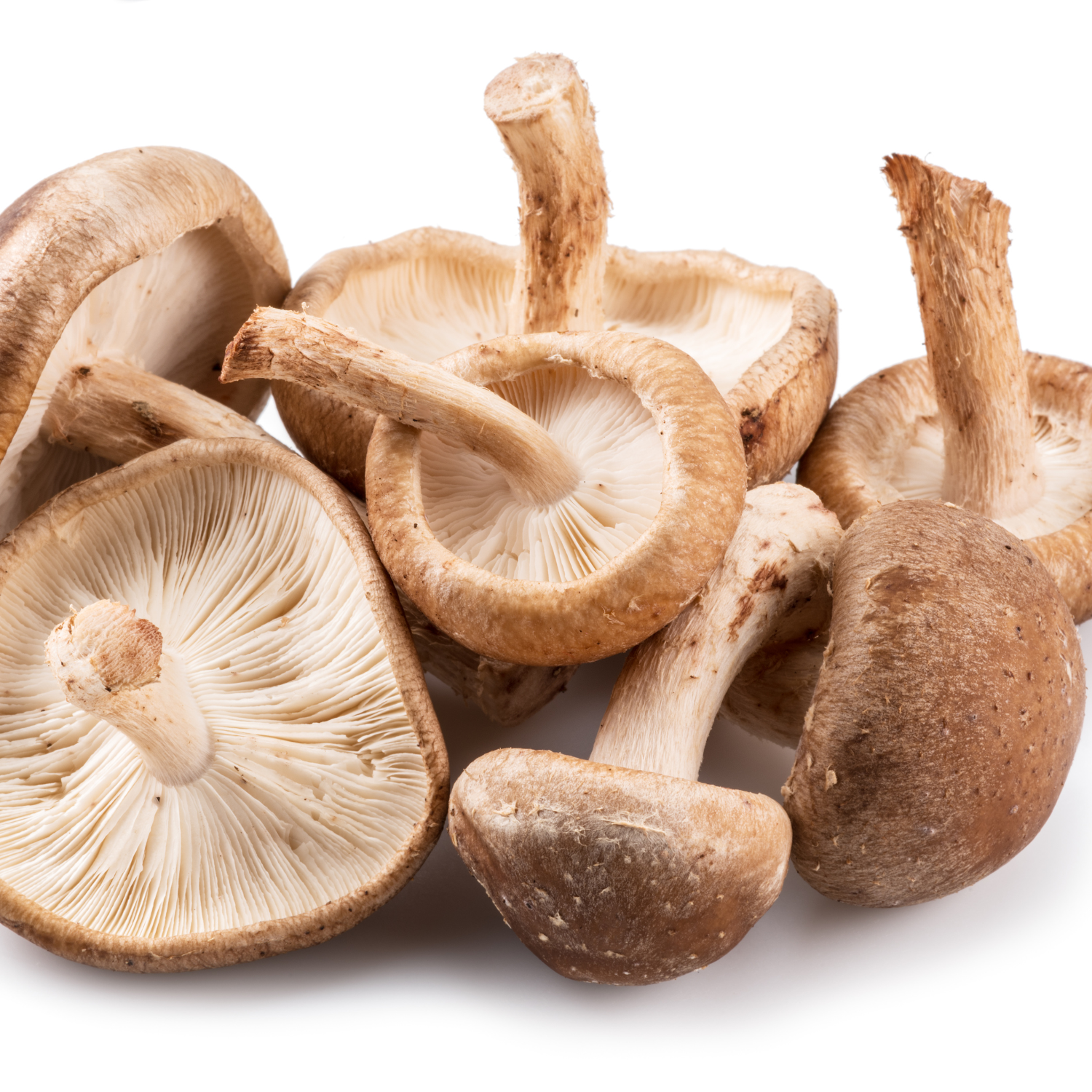 FSS Mushroom Extract SM PF