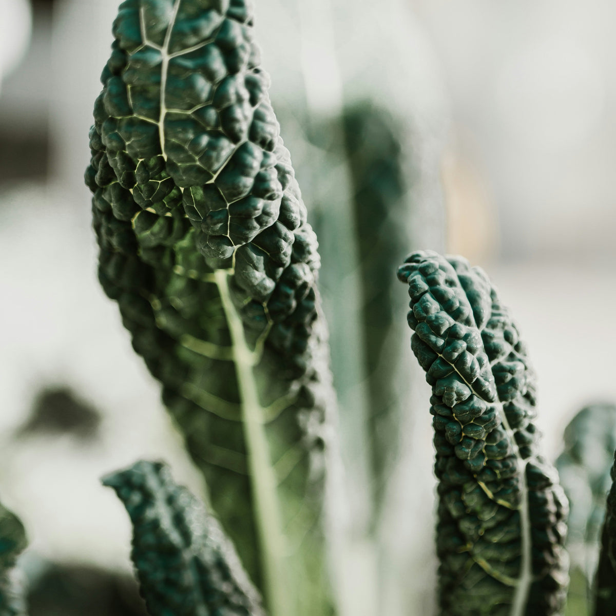 FSS Kale Protein Blend | Nutrient-Rich Formula for Youthful Skin & Hair