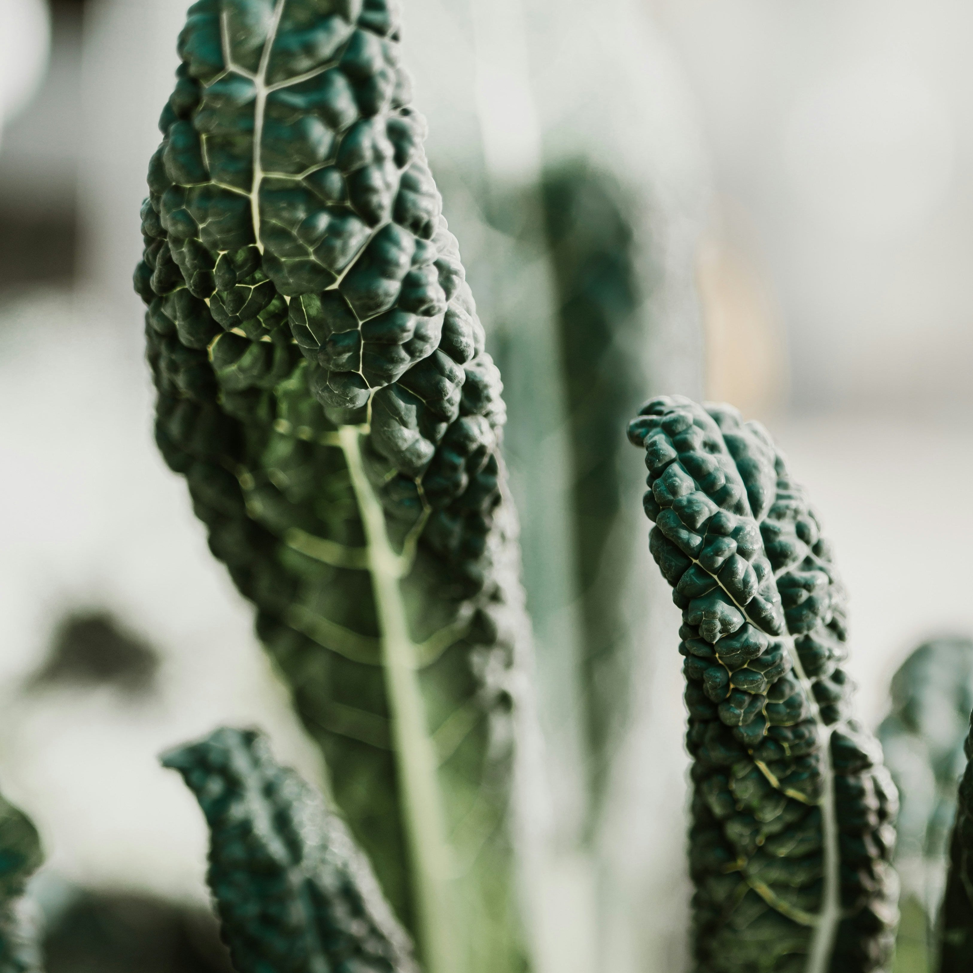 FSS Kale Protein Blend